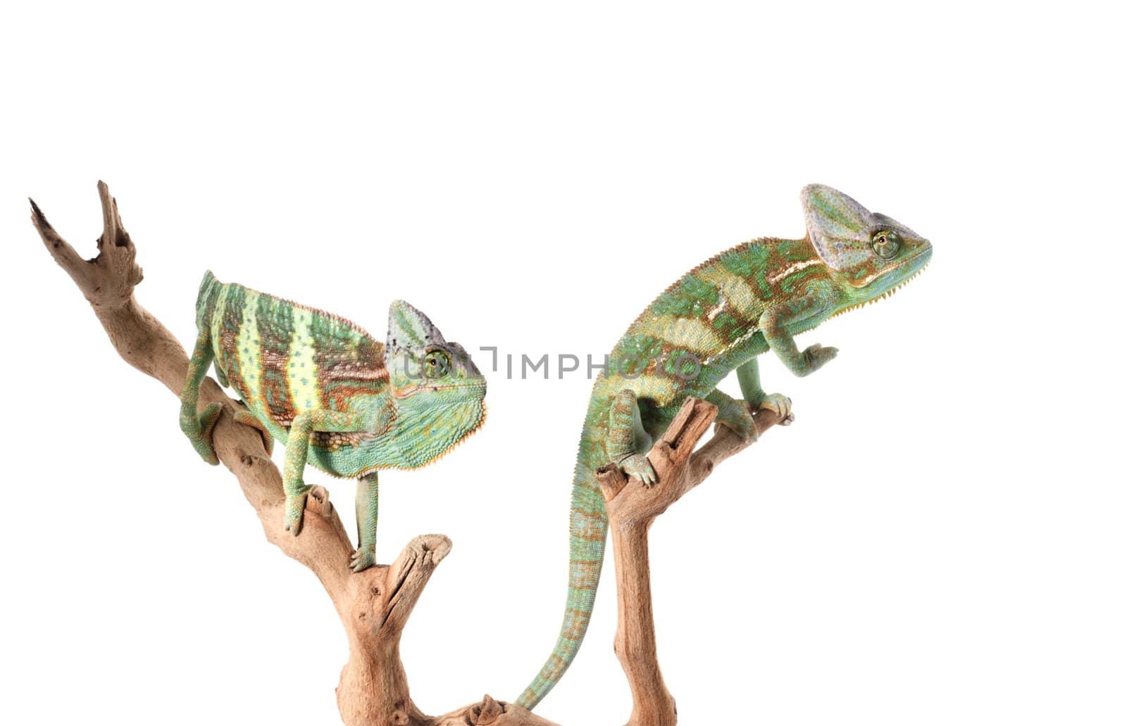 Two Veiled Chameleons by Njean