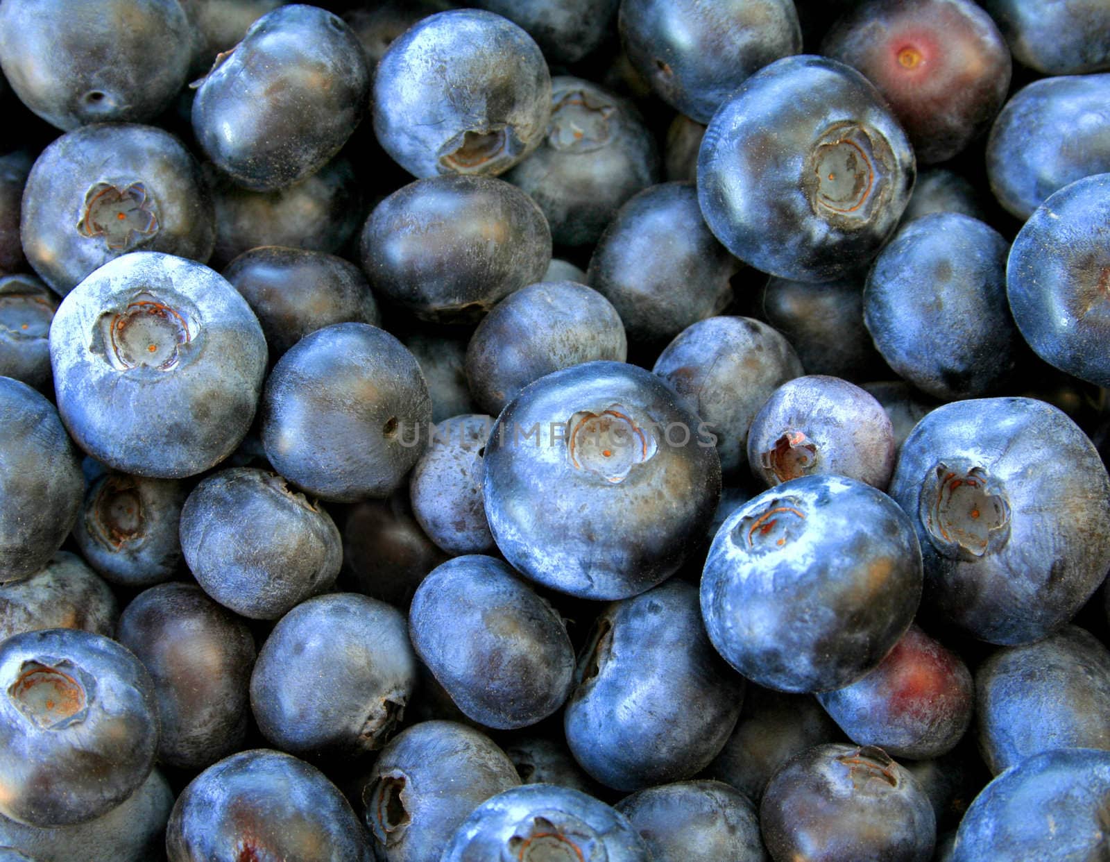 Blueberries in a pile making a great food background.