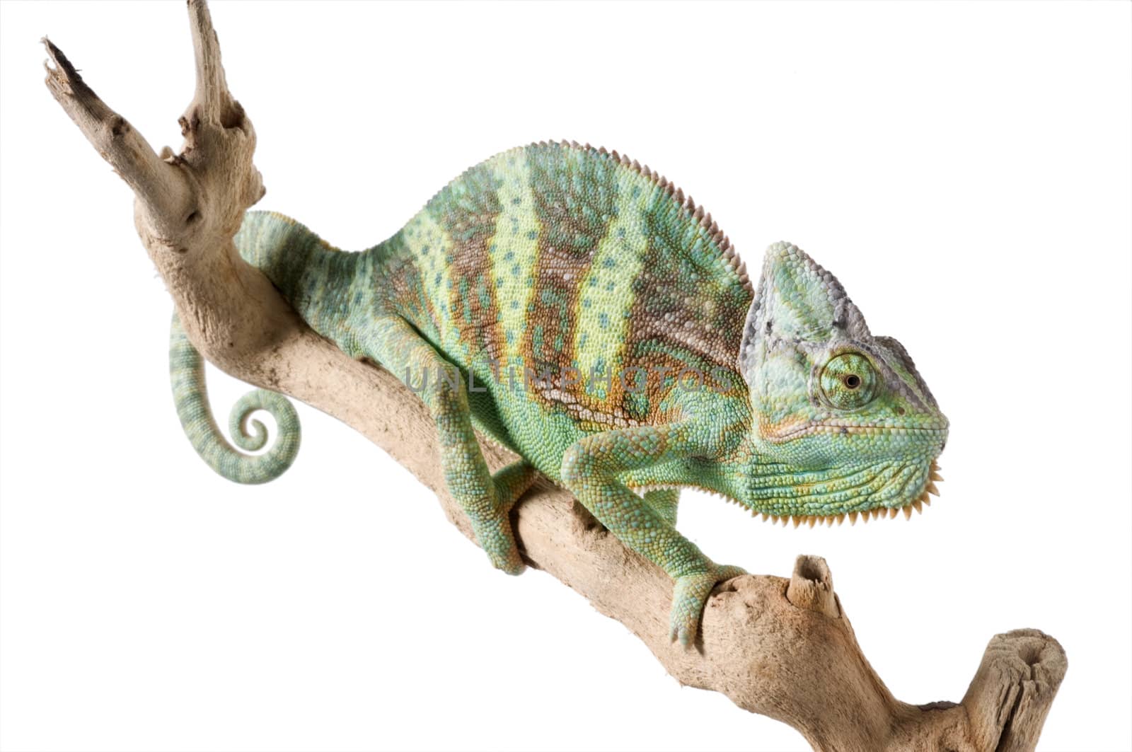 Veiled Chameleon full view with curled tail.