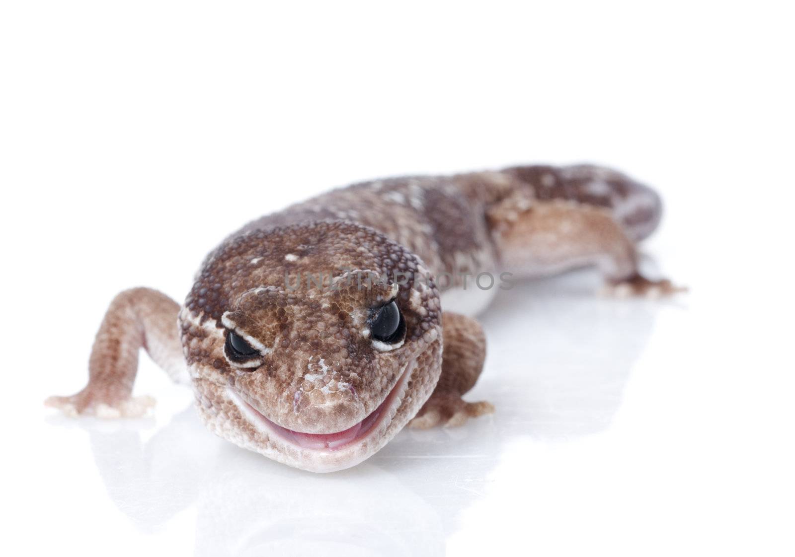 Jungle Male Fattailed Gecko  by Njean