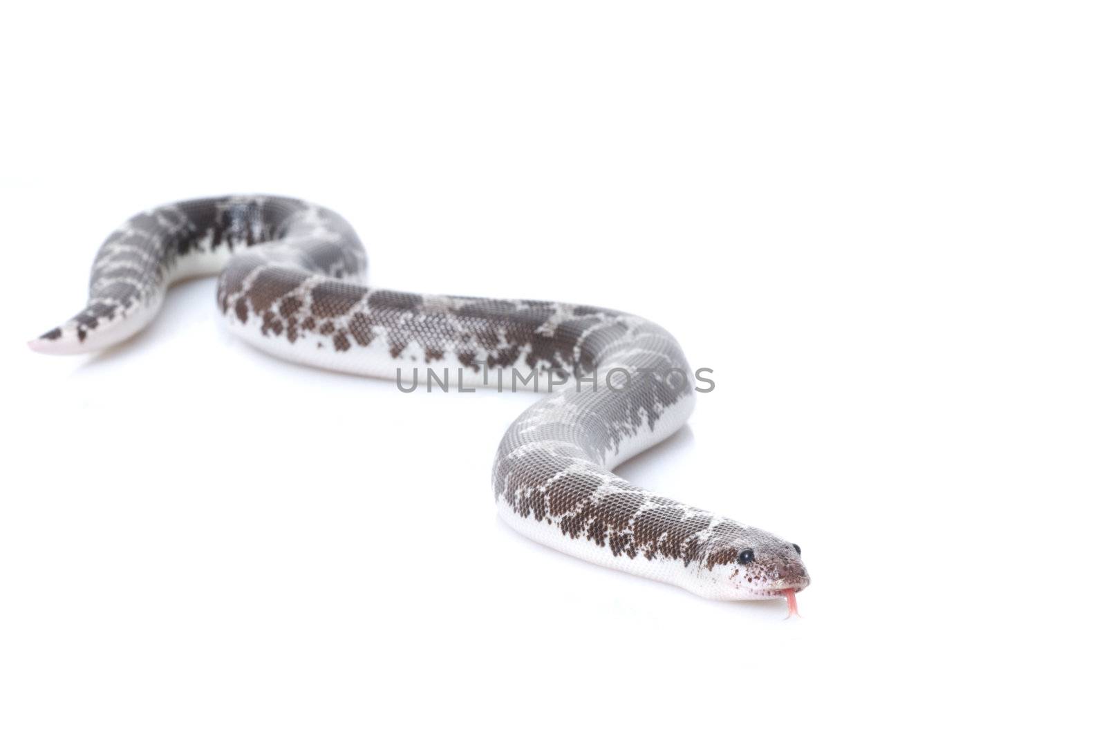 Anery Kenyan Sand Boa