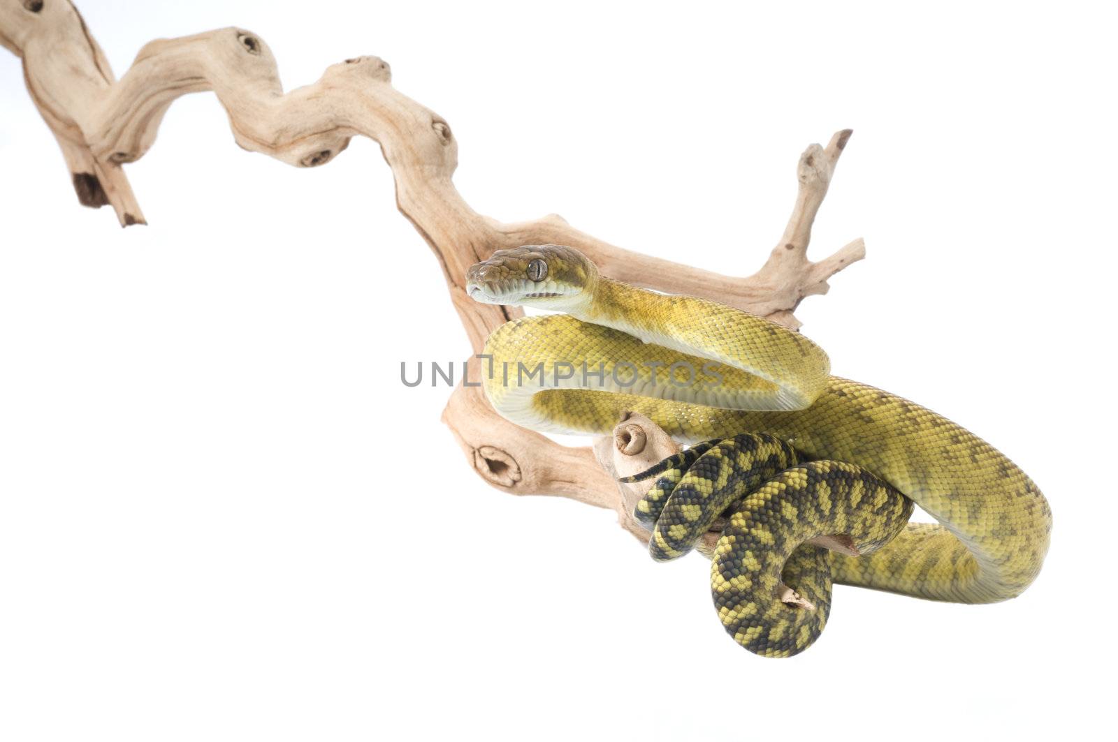 Molluan Amethystine Python by Njean