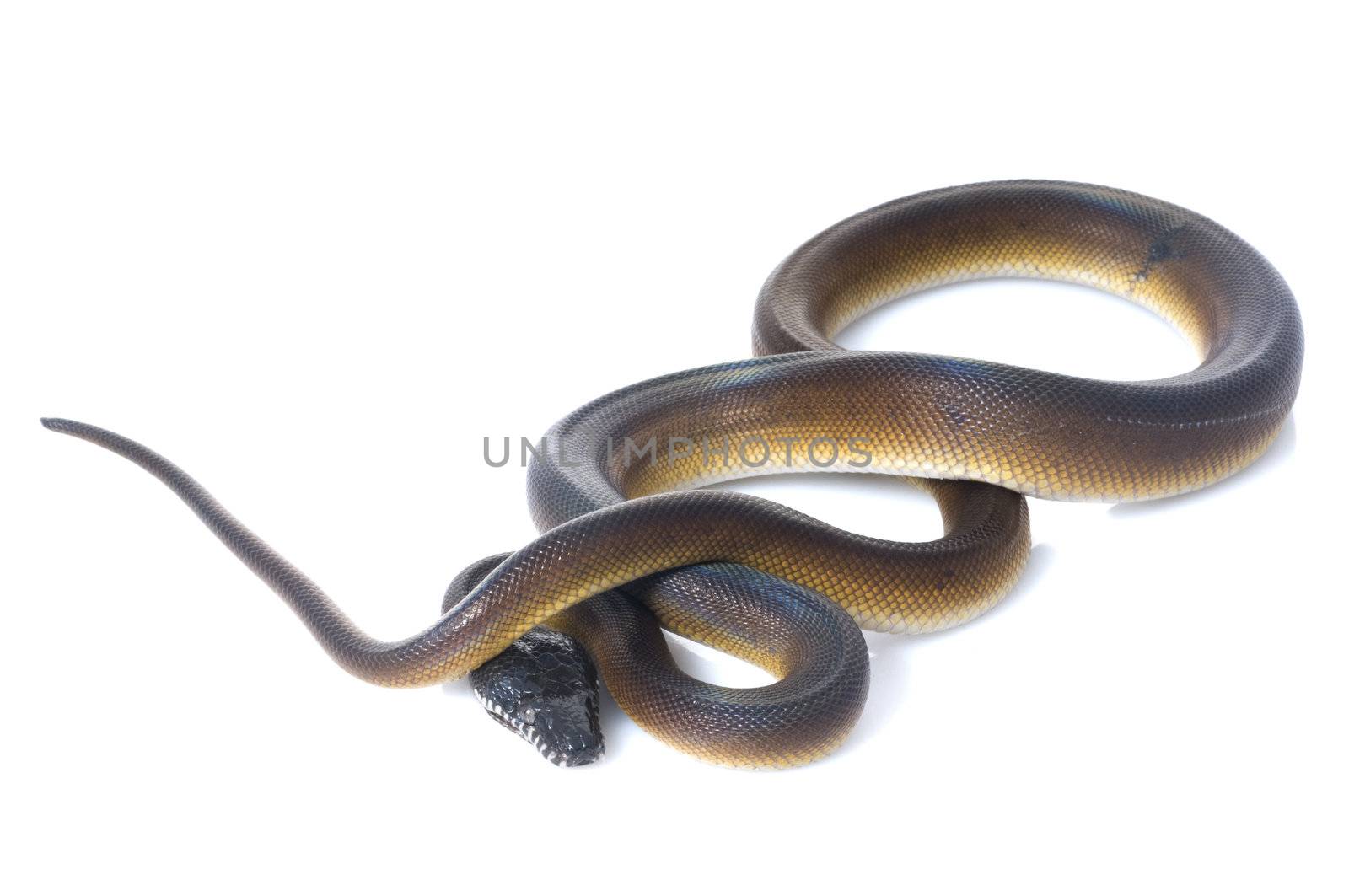 White Lipped Python by Njean