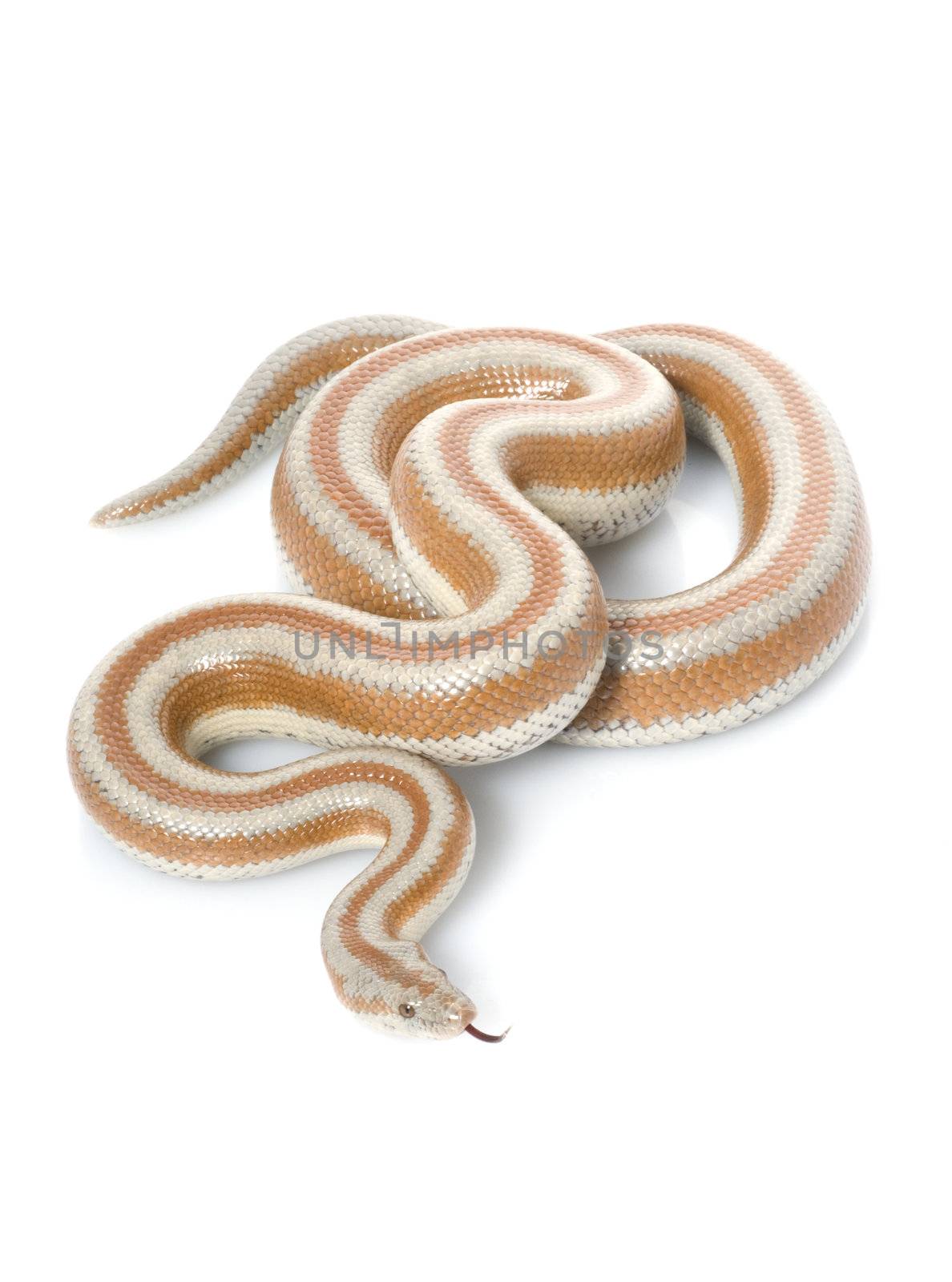 San Mateo Rosy Boa by Njean