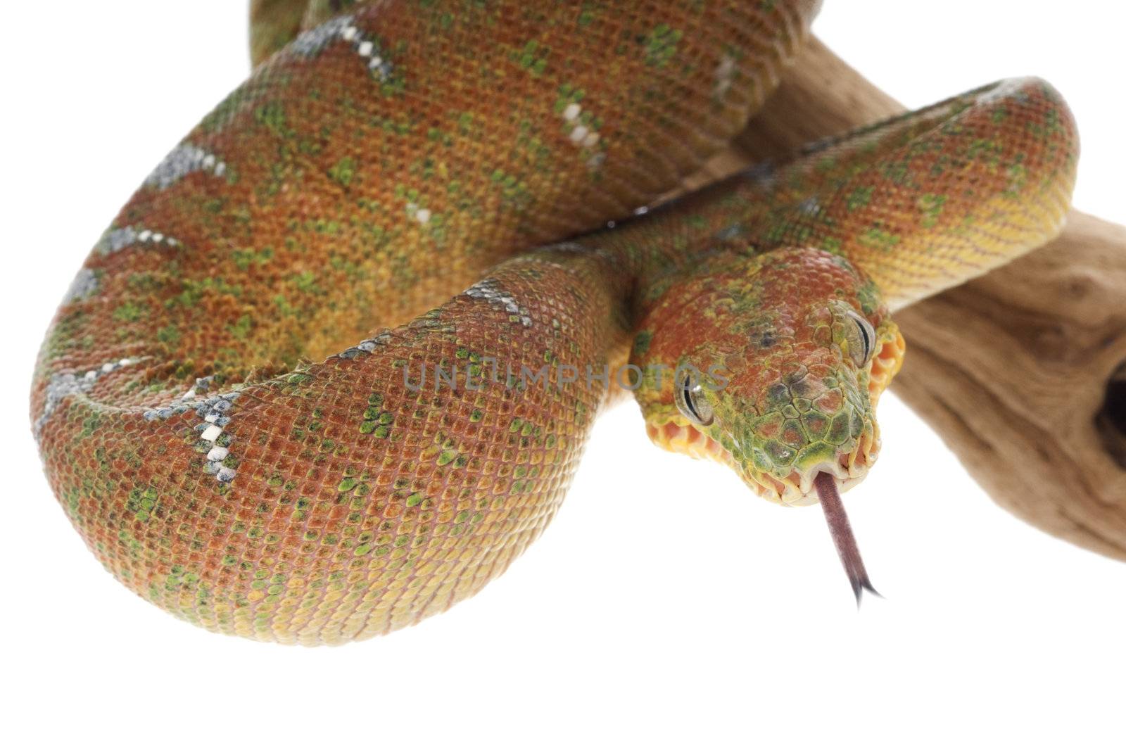 Emerald Tree Boa by Njean