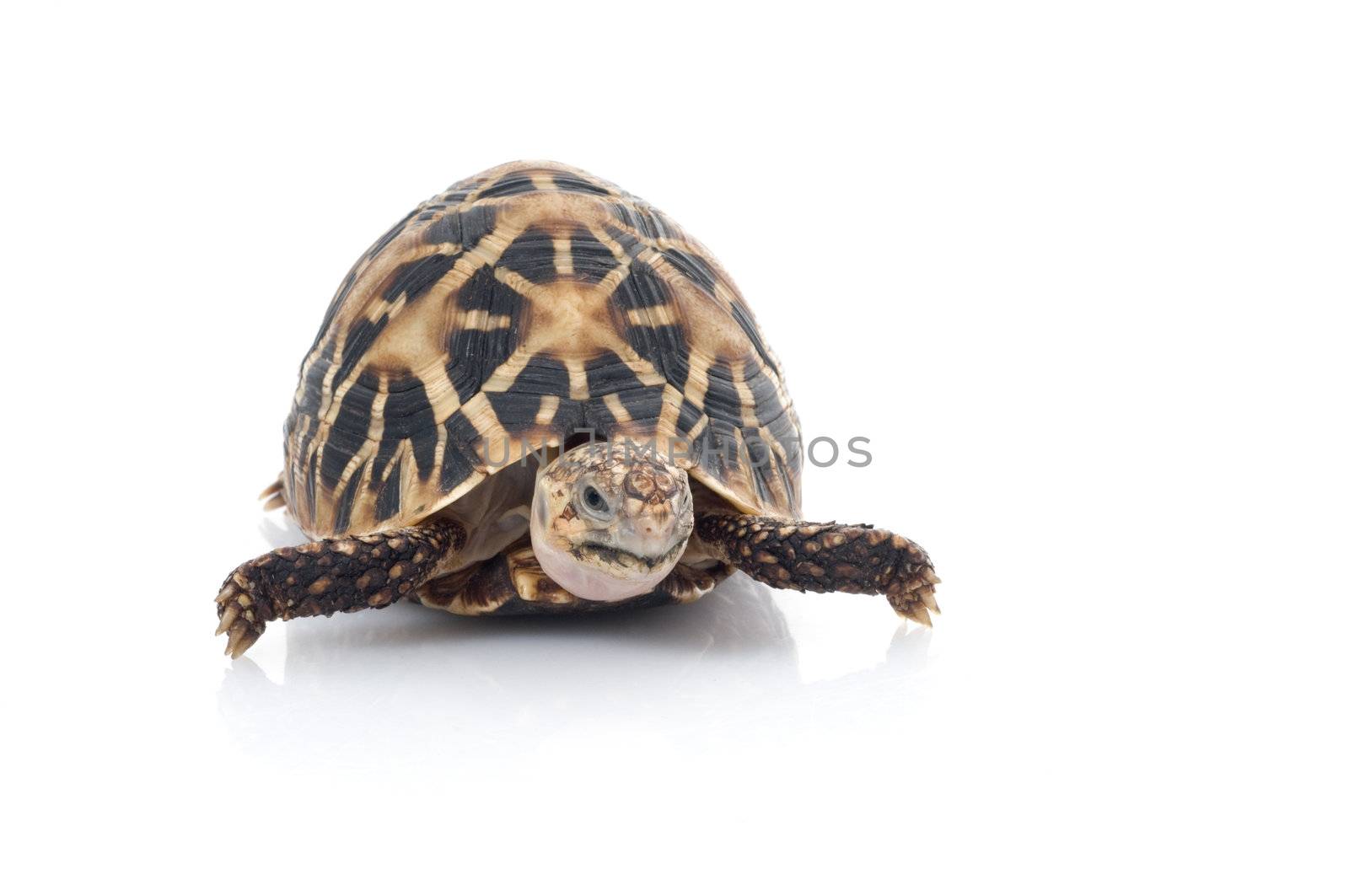 Indian Star Tortoise by Njean