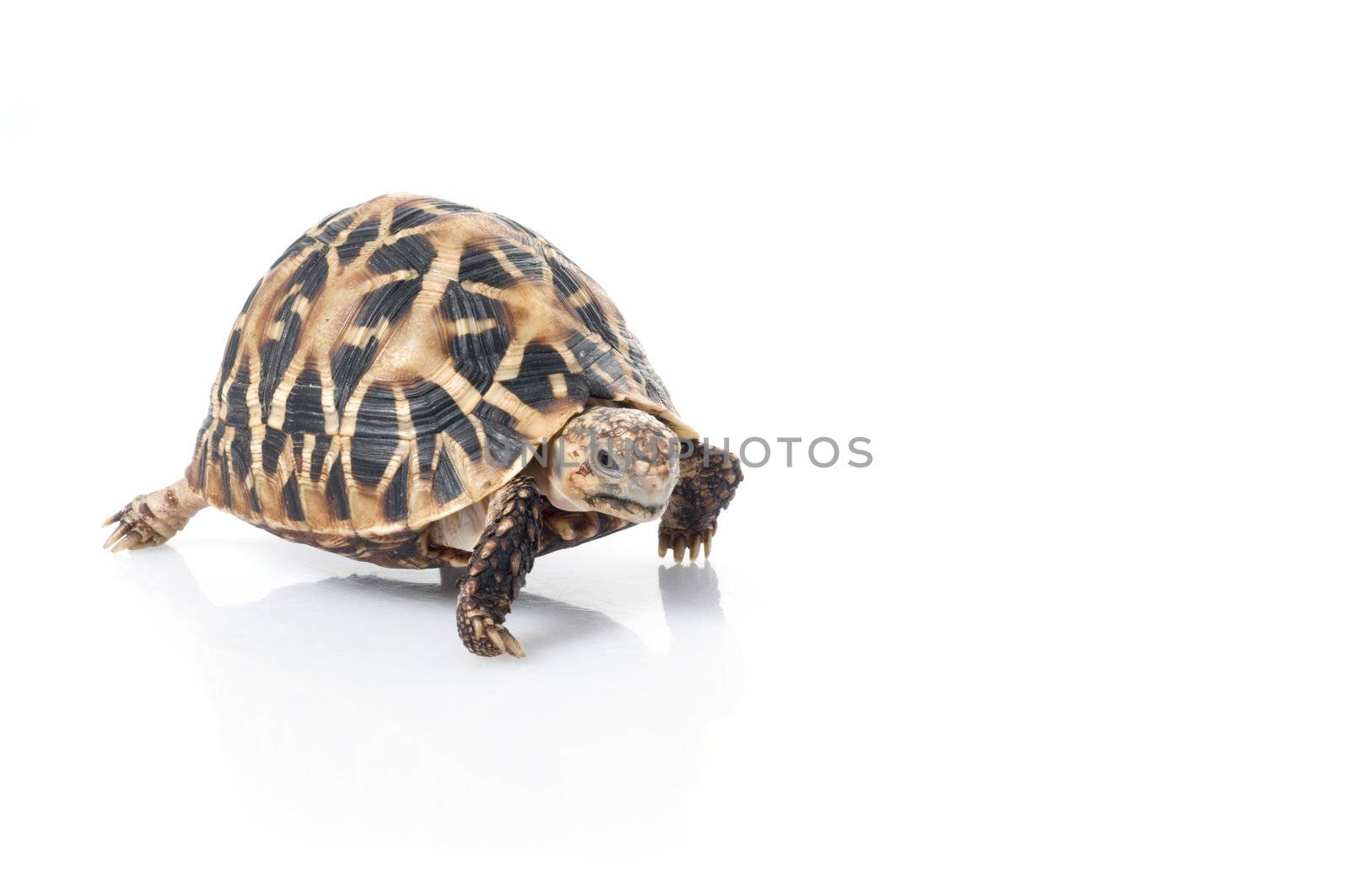 Indian Star Tortoise by Njean
