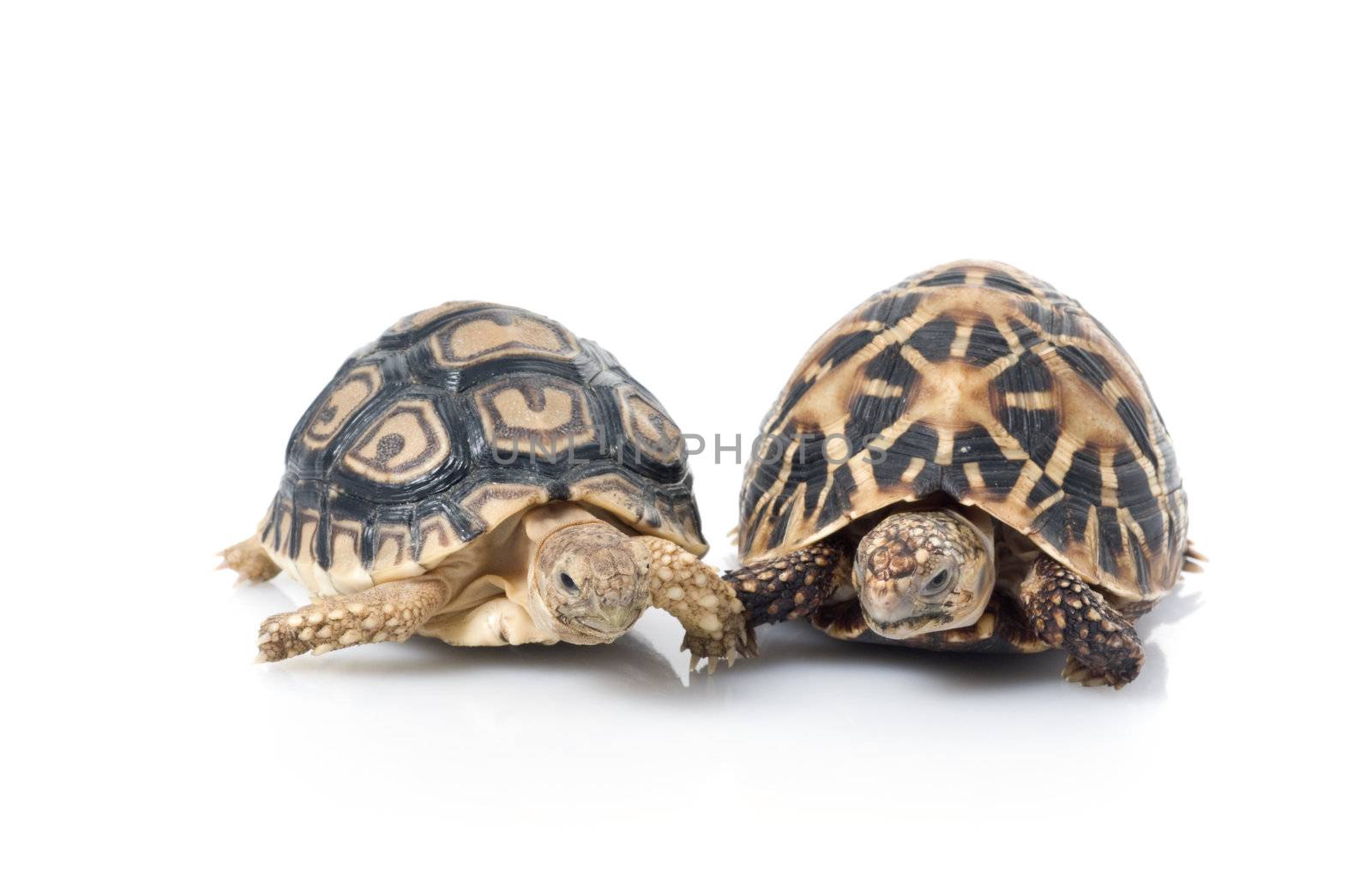 Indian Star Tortoise &amp; Leopard Tortoise being buddies.