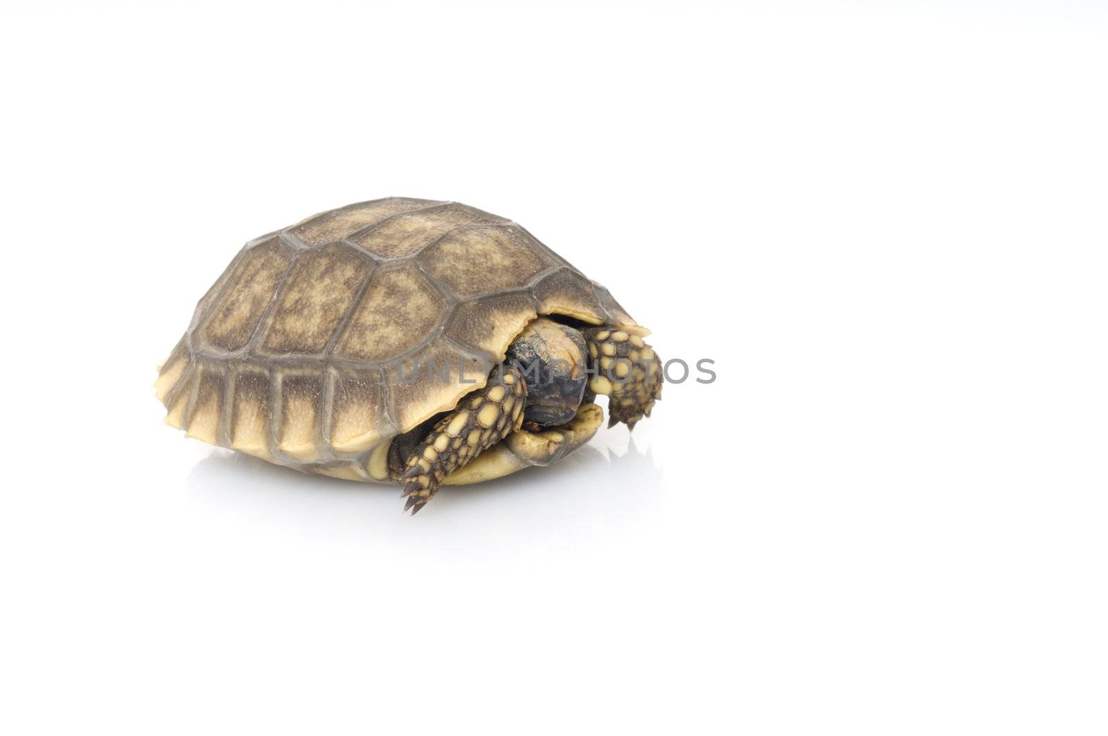 Yellowfoot Tortoise by Njean