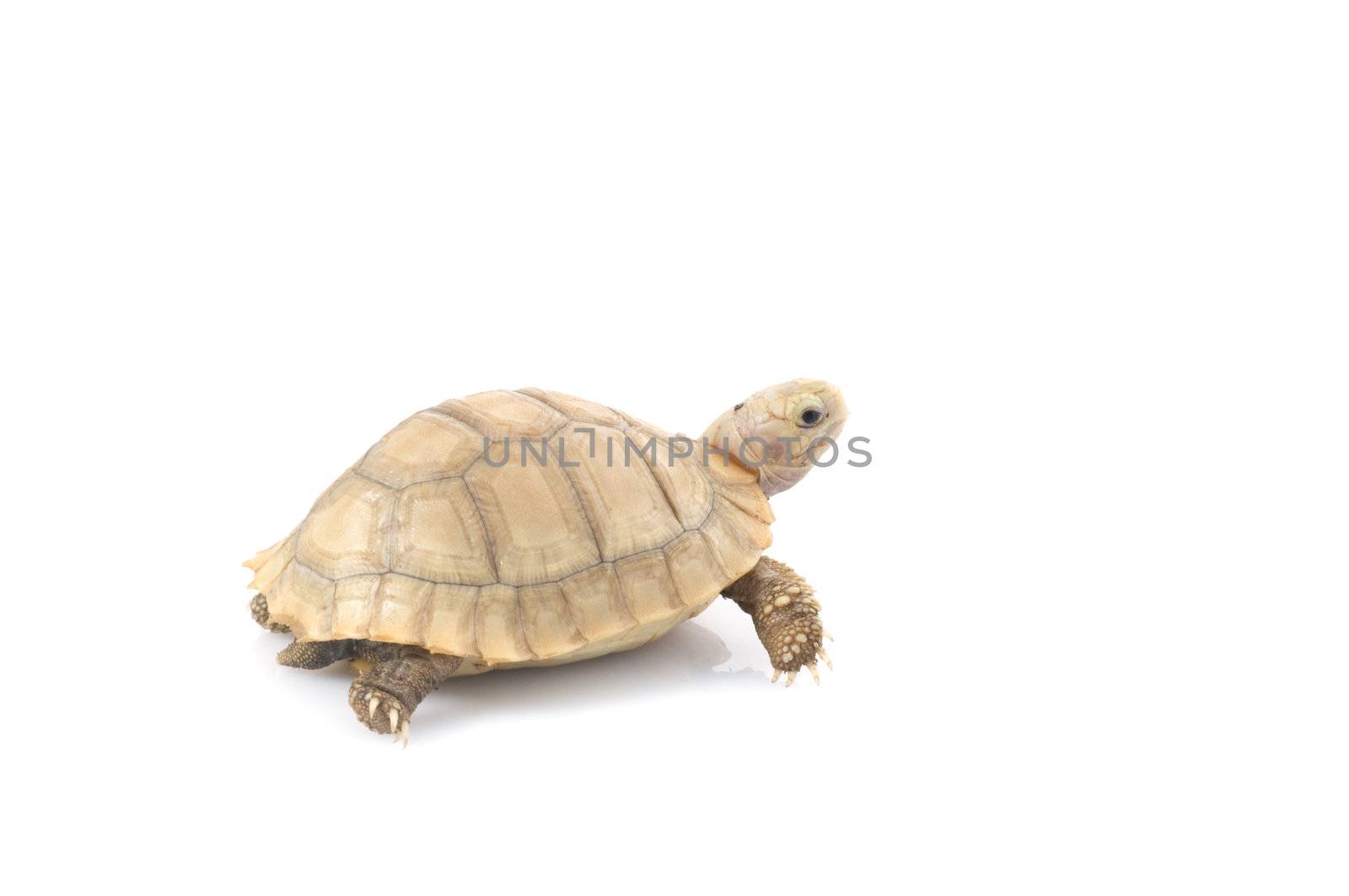 Ivory African Spurred Tortoise by Njean