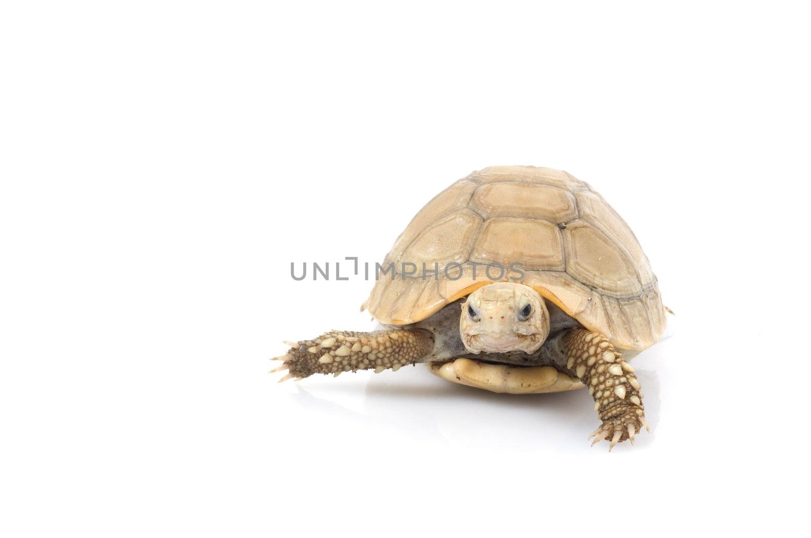 Ivory African Spurred Tortoise by Njean