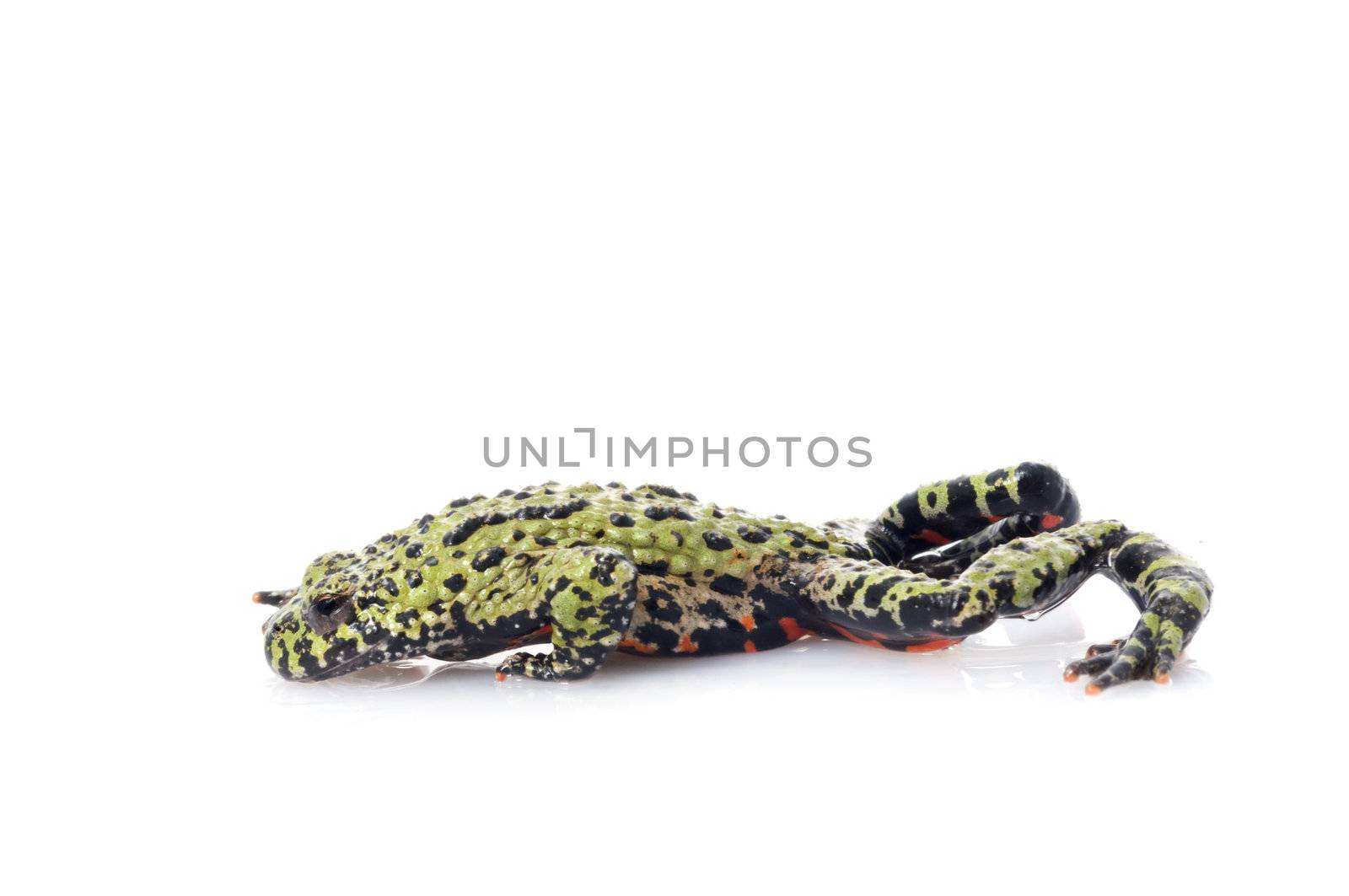 Fire Belly Toad by Njean