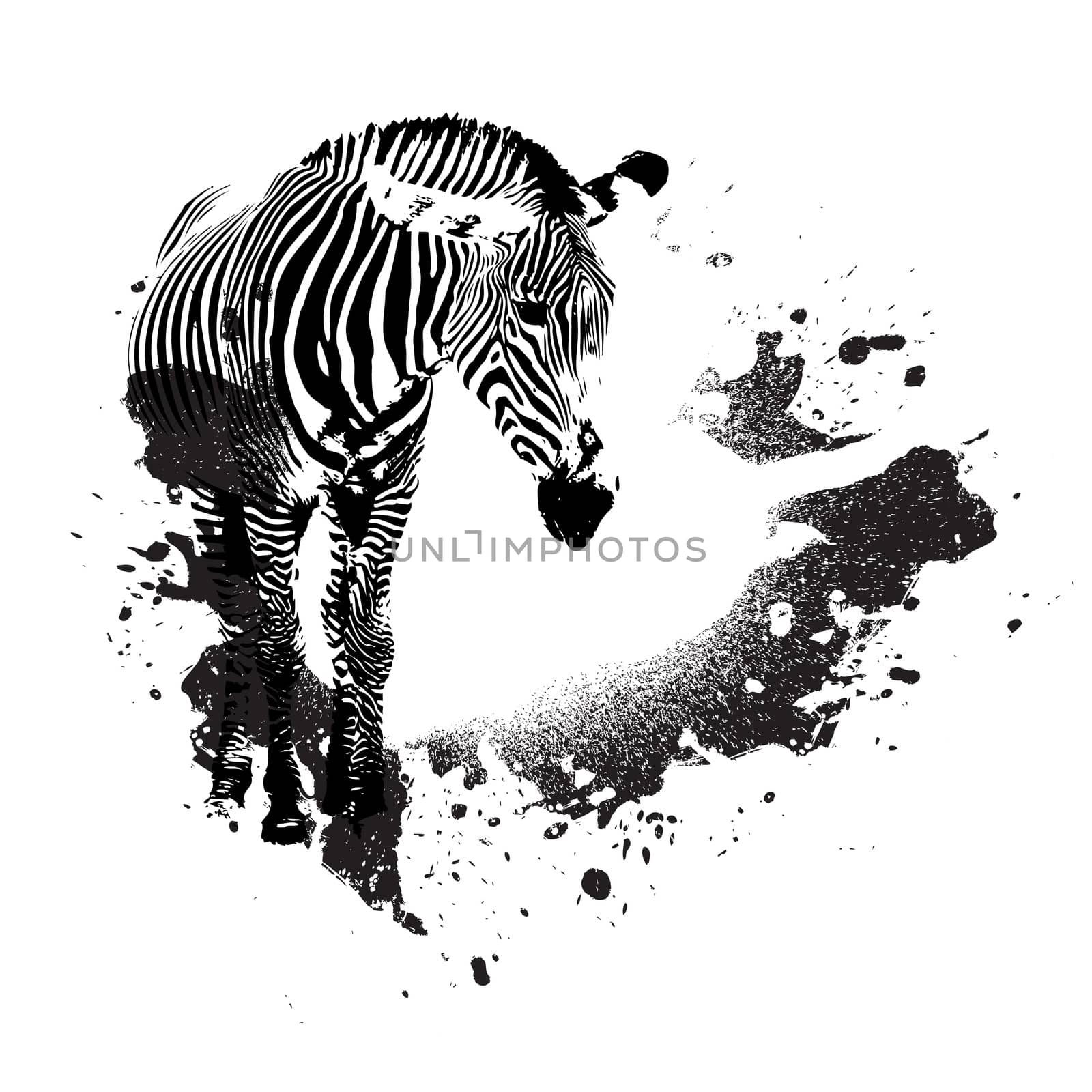 Grungy Zebra by graficallyminded