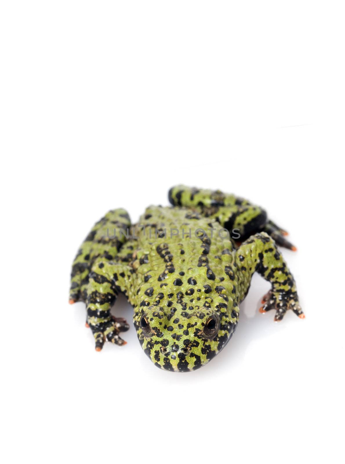 Fire Belly Toad