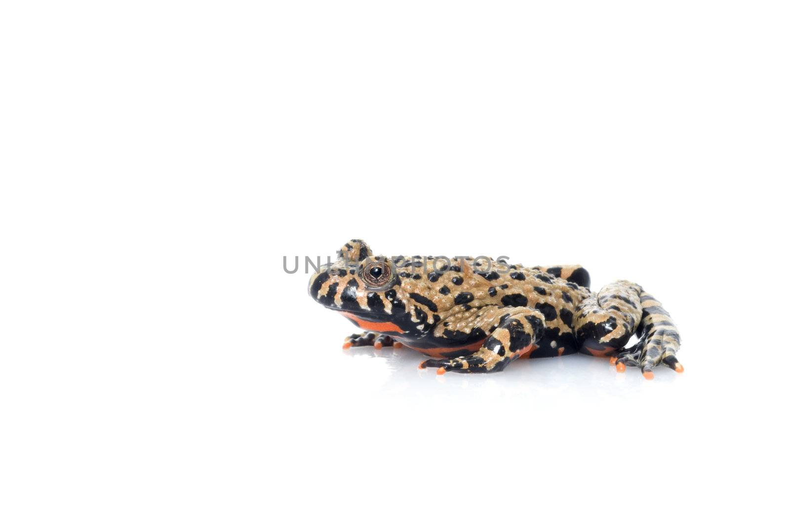 Fire Belly Toad by Njean