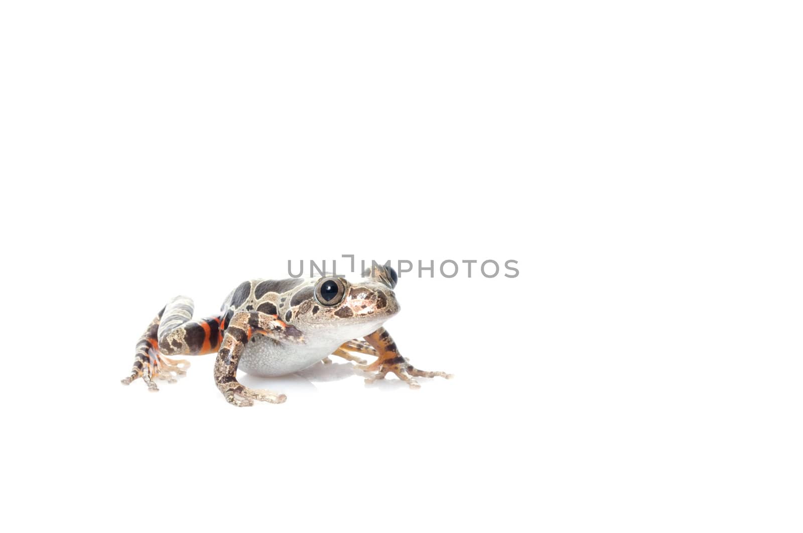 Tigerleg Walking Frog by Njean