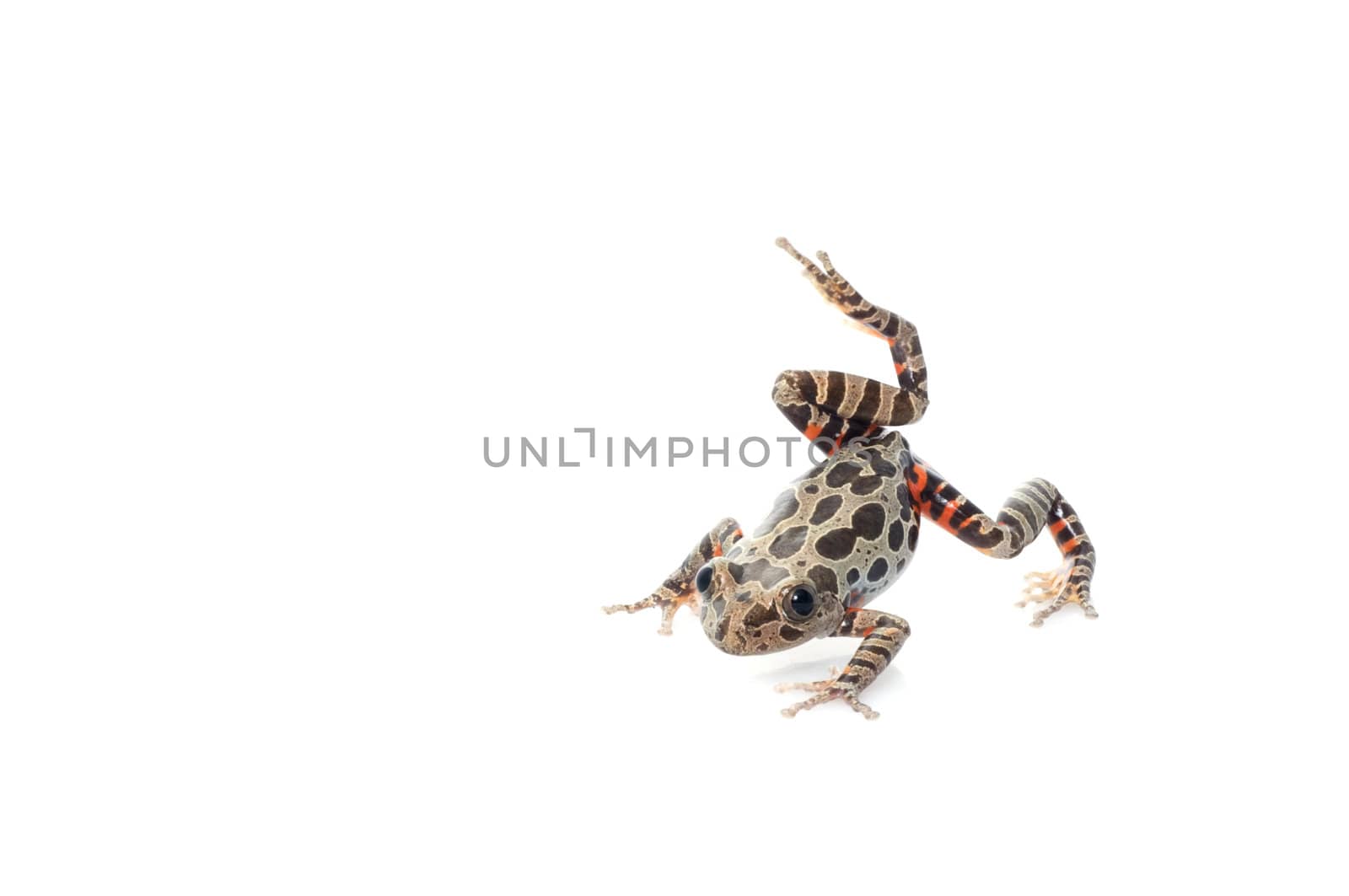 Tigerleg Walking Frog by Njean