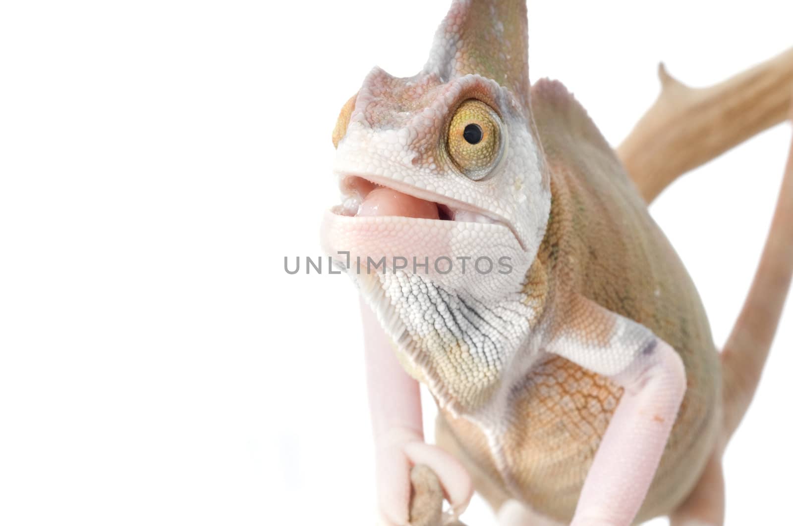 Veiled Chameleon (loss pigmentation) with mouth open and pink tongue. 