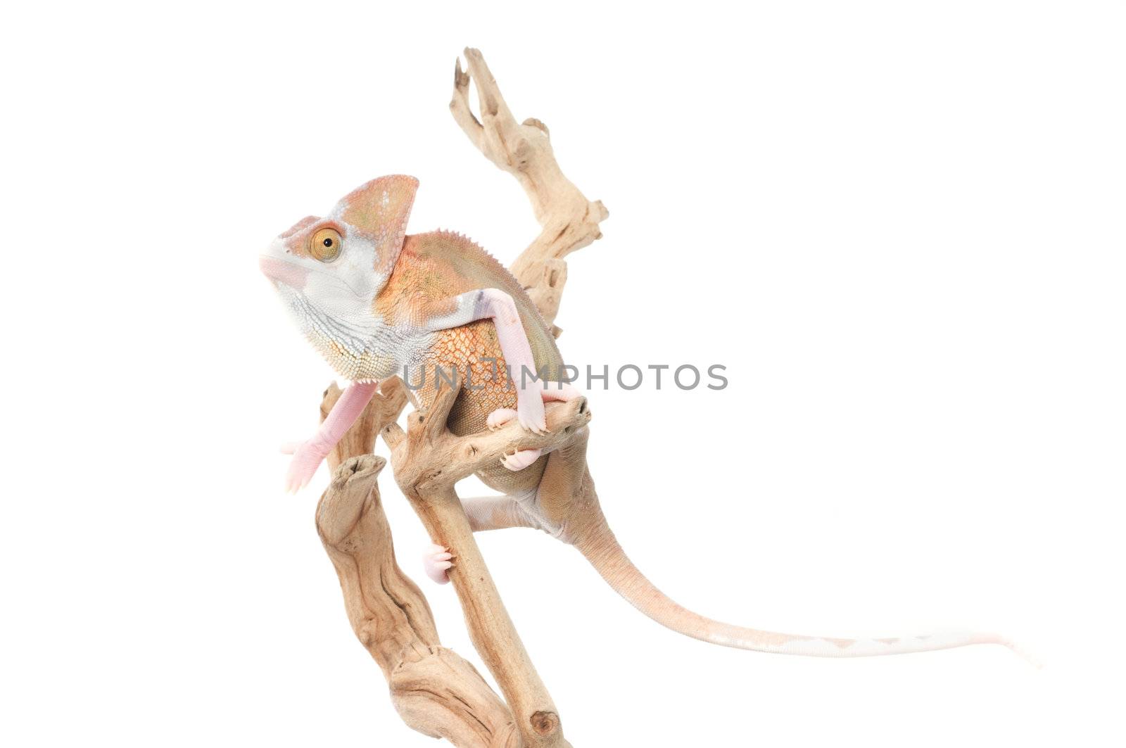 M. amyae Gecko by Njean