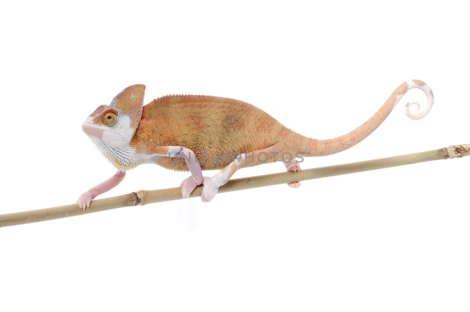 Veiled Chameleon (loss pigmentation) on a bamboo branch. 