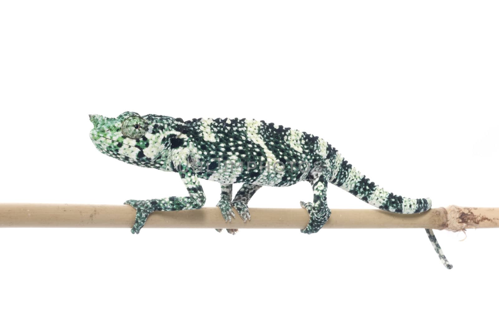 Meller Chameleon on a branch.