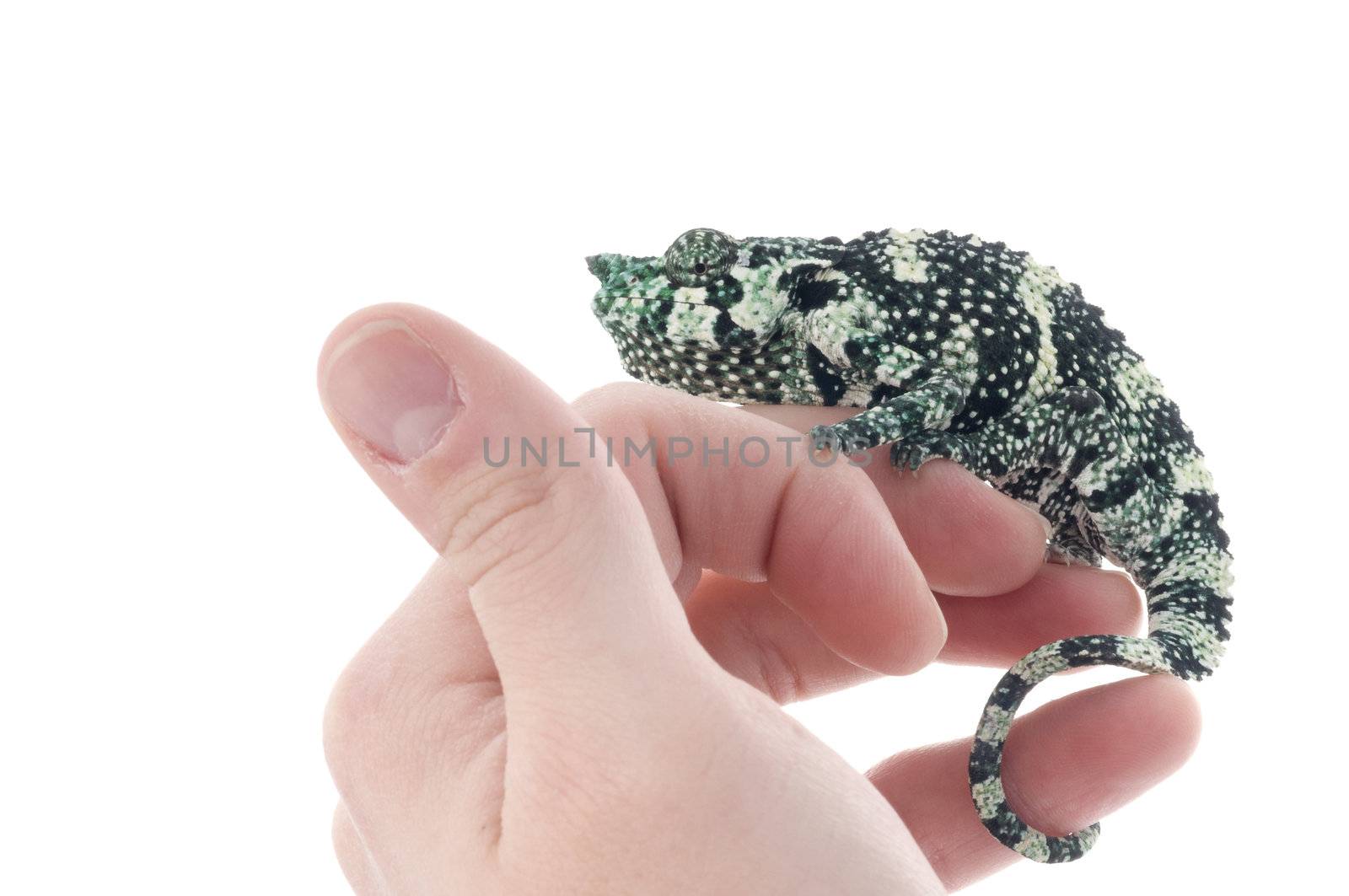 Meller Chameleon on a hand.