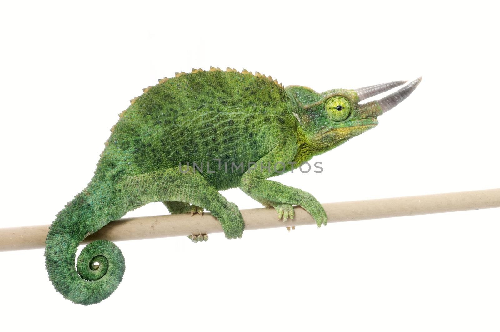 Jackson Chameleon by Njean