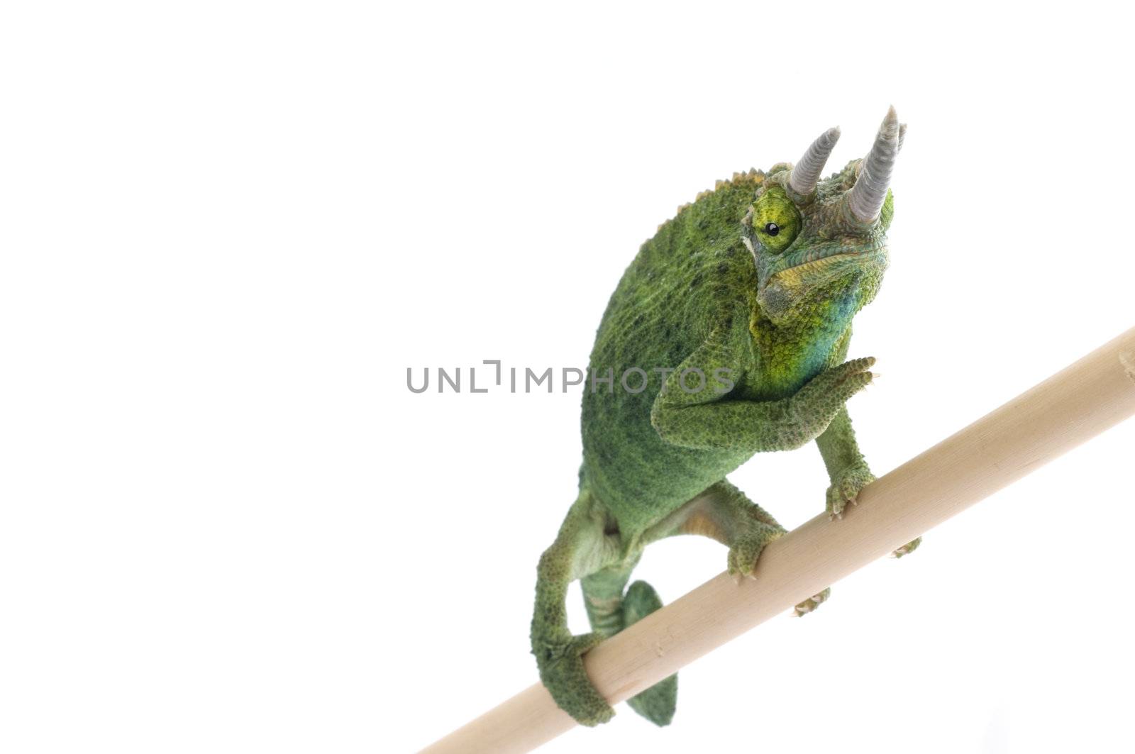 Jackson Chameleon by Njean