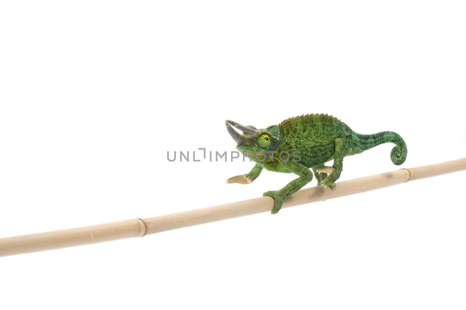 Jackson Chameleon on a bamboo branch. 