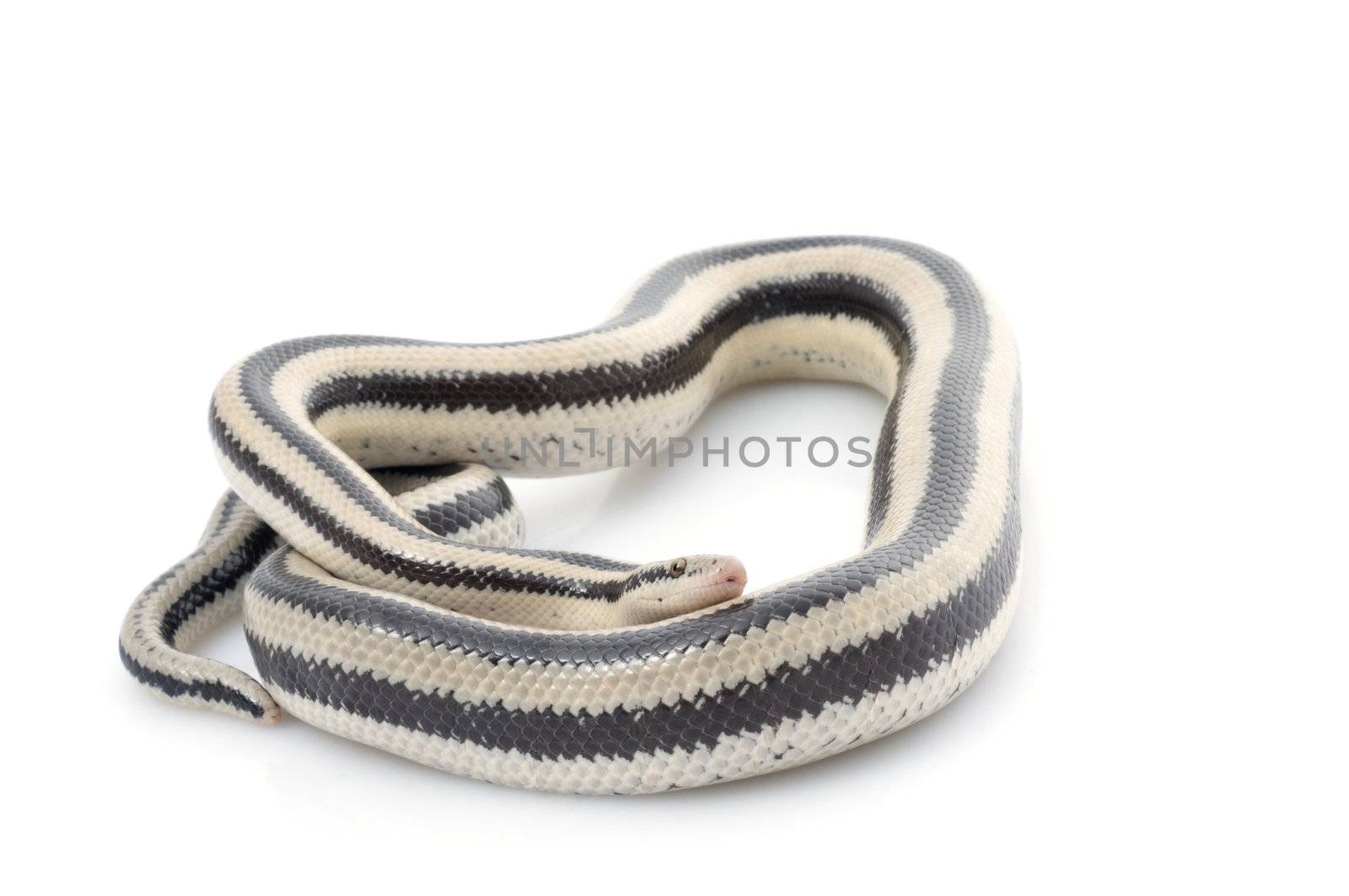 San Ignacio Rosy Boa