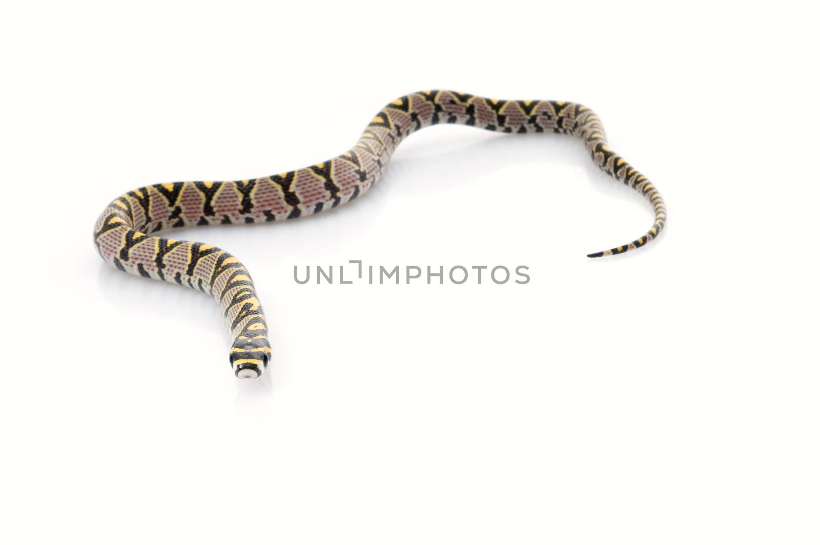 Mandarin Rat Snake