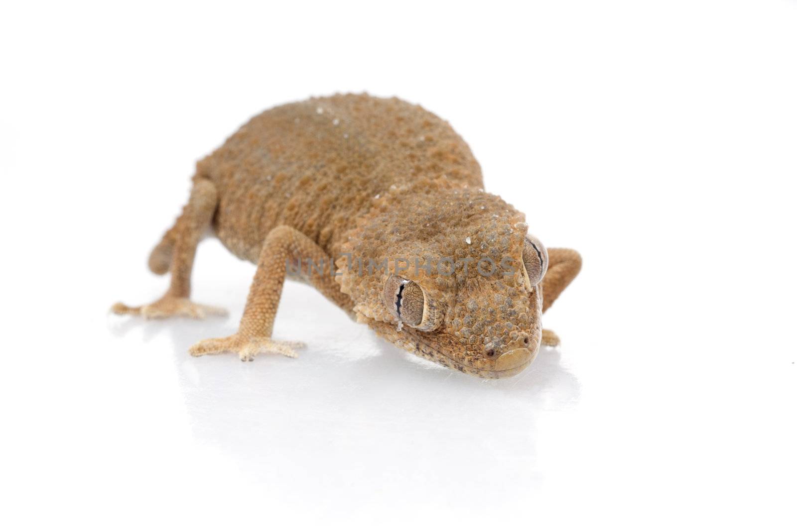 Helmeted Gecko staring at viewer. 