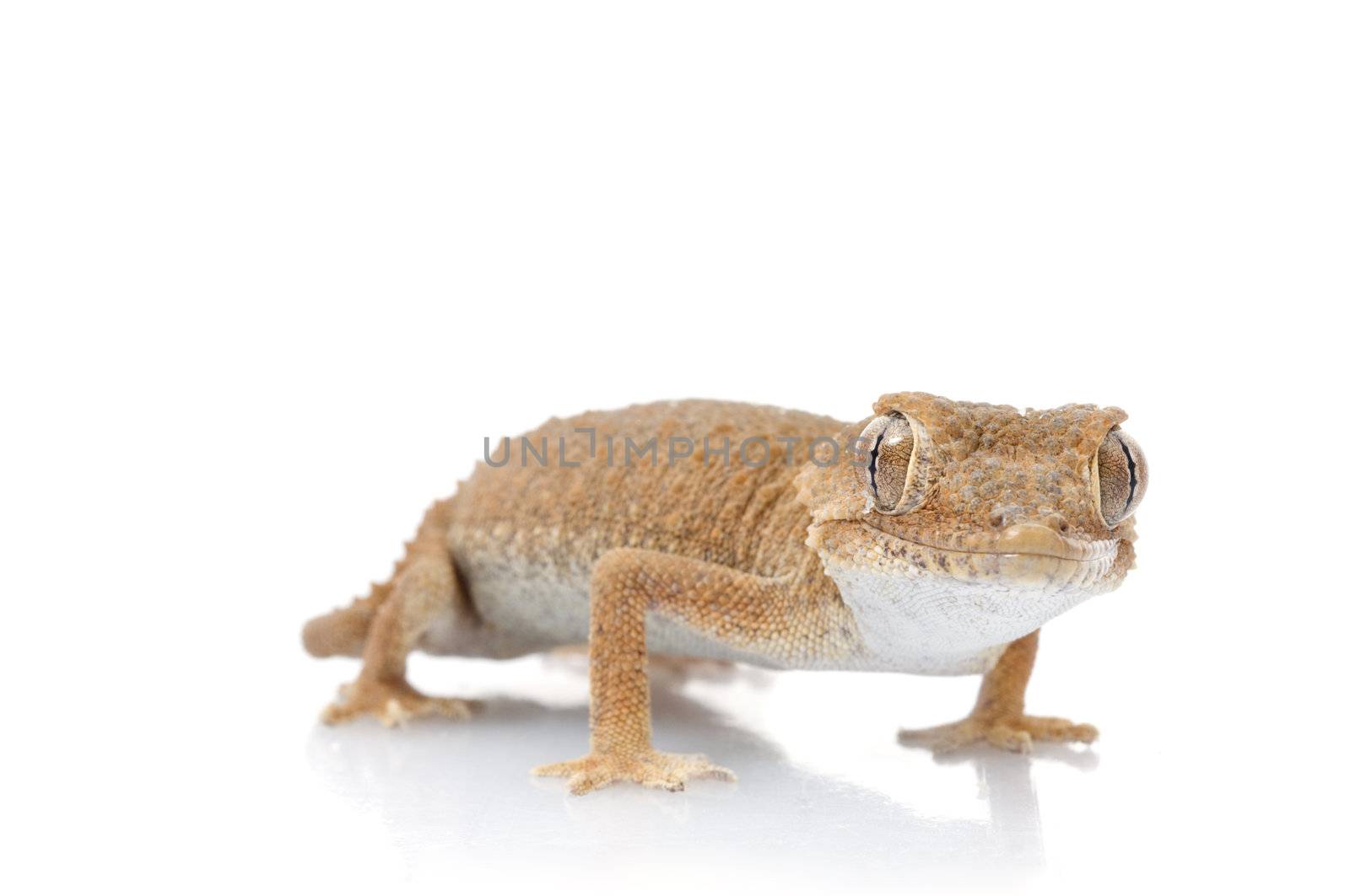 Helmeted Gecko giving curious look toward viewer. 