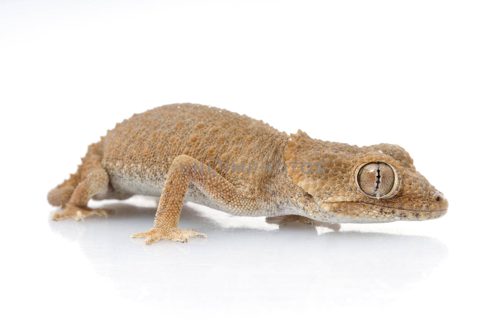 Helmeted Gecko by Njean