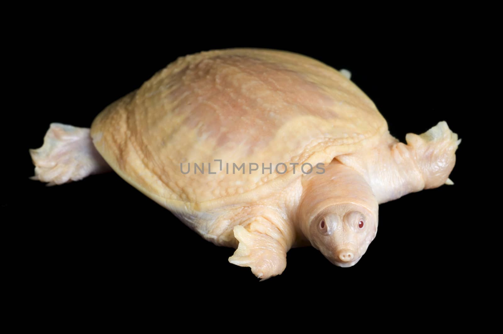 Albino Chinese Soft-shell turtle by Njean