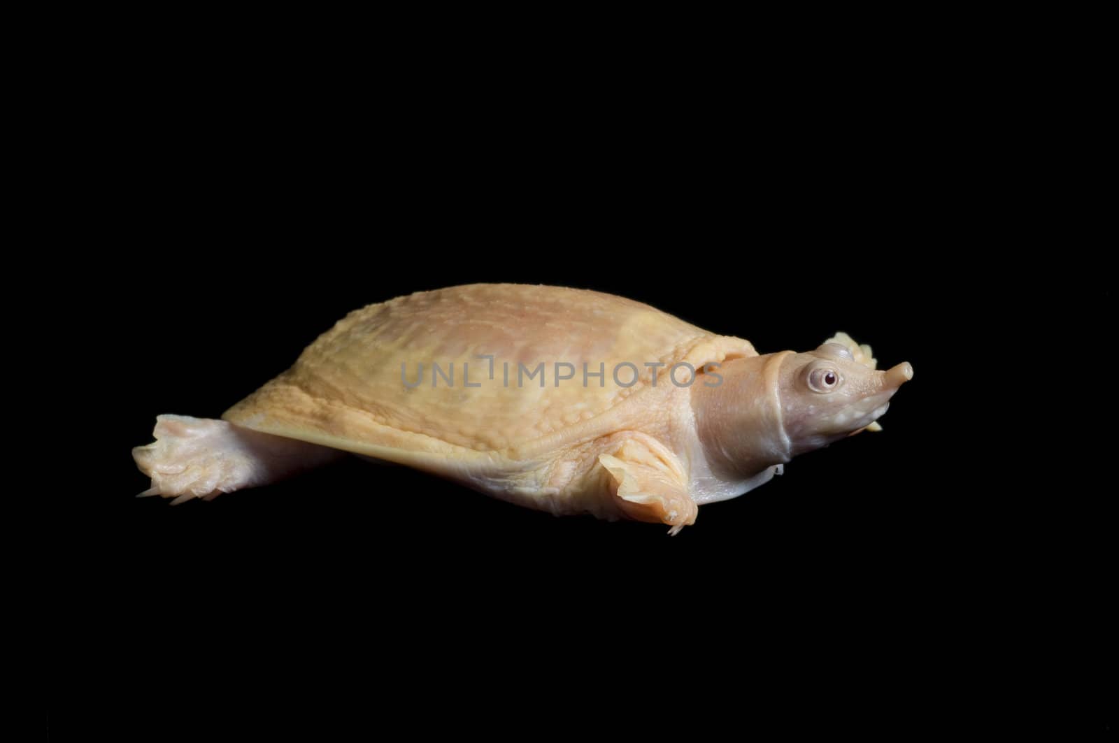 Albino Chinese Soft-shell turtle stretching neck. 