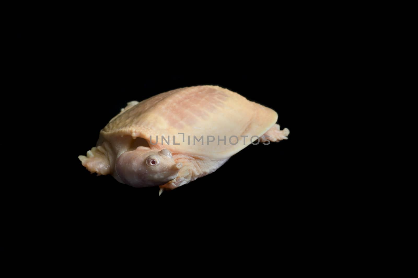 Albino Chinese Soft-shell turtle