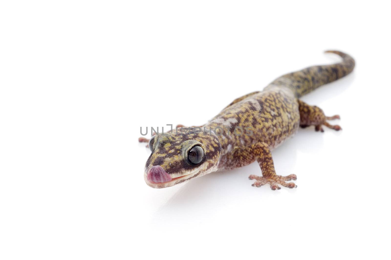Oedura Monilis Gecko by Njean