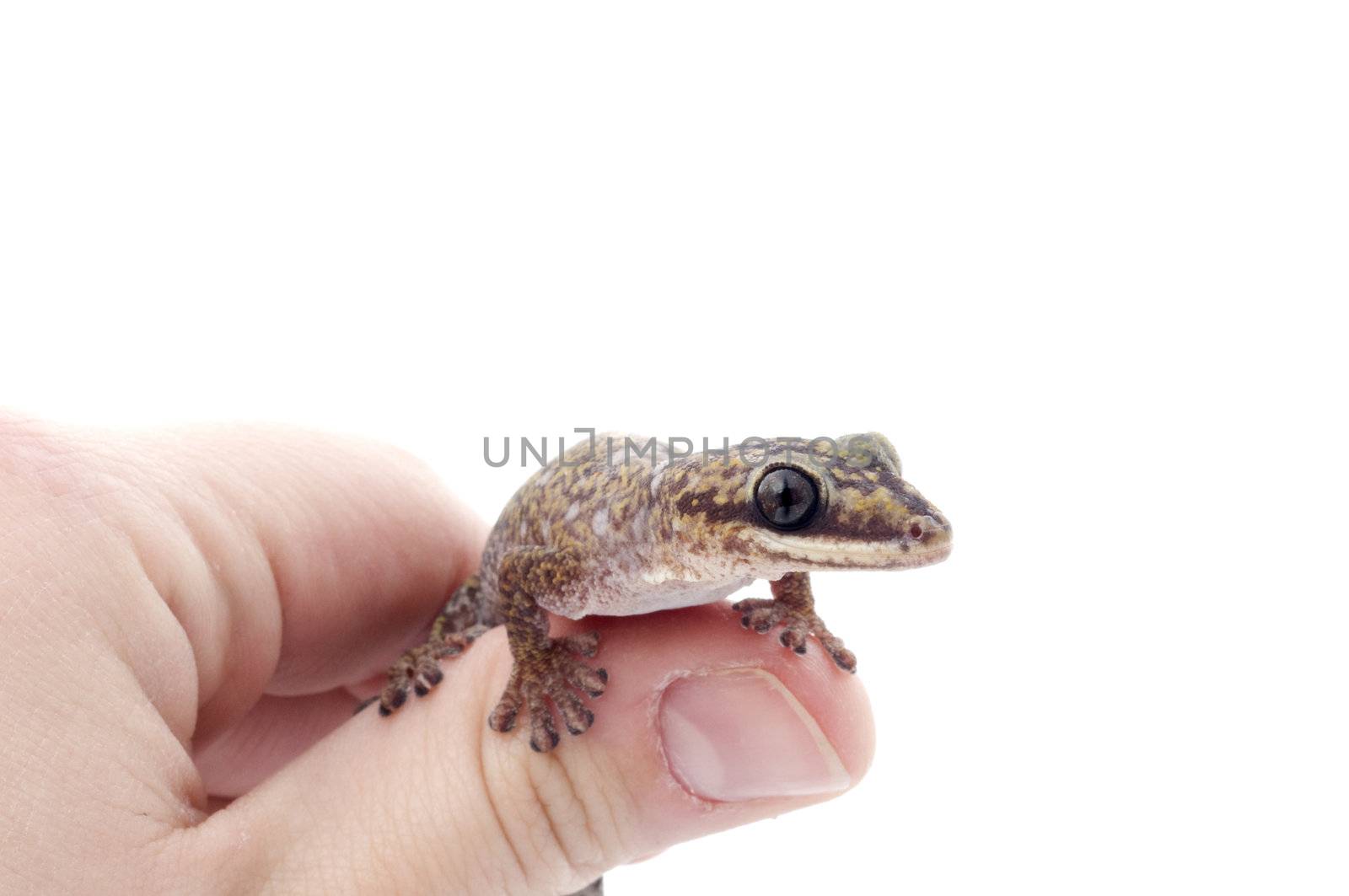 Oedura Monilis Gecko on hand.