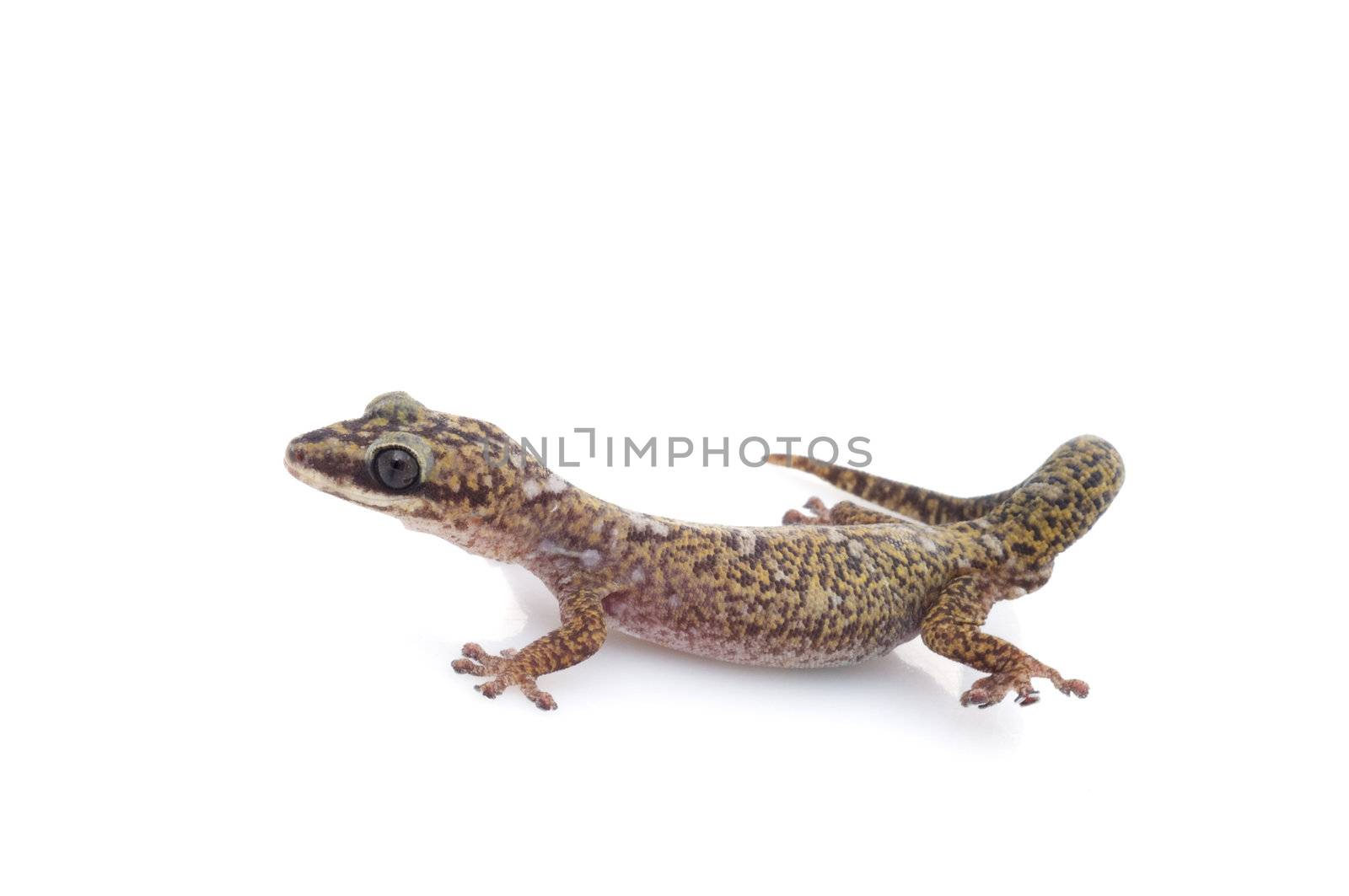 Oedura Monilis Gecko by Njean