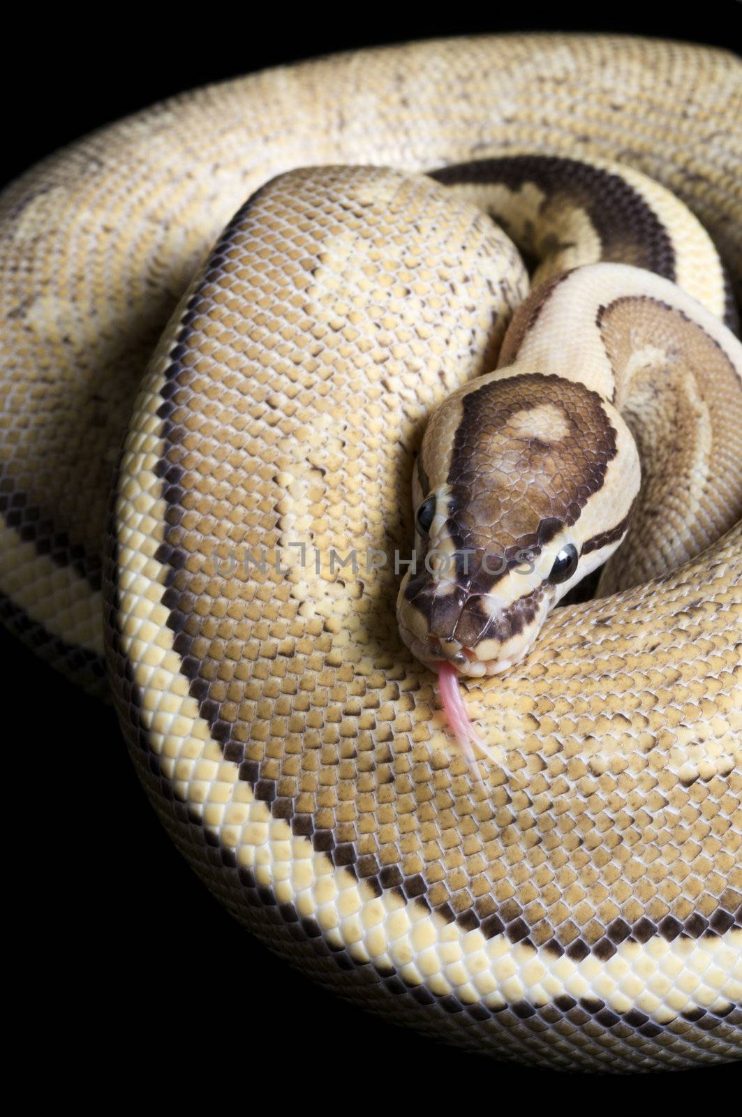 Super Stripe Ball Python with tongue out. 