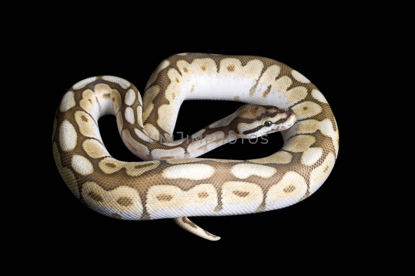 Albino Spider Ball Python by Njean