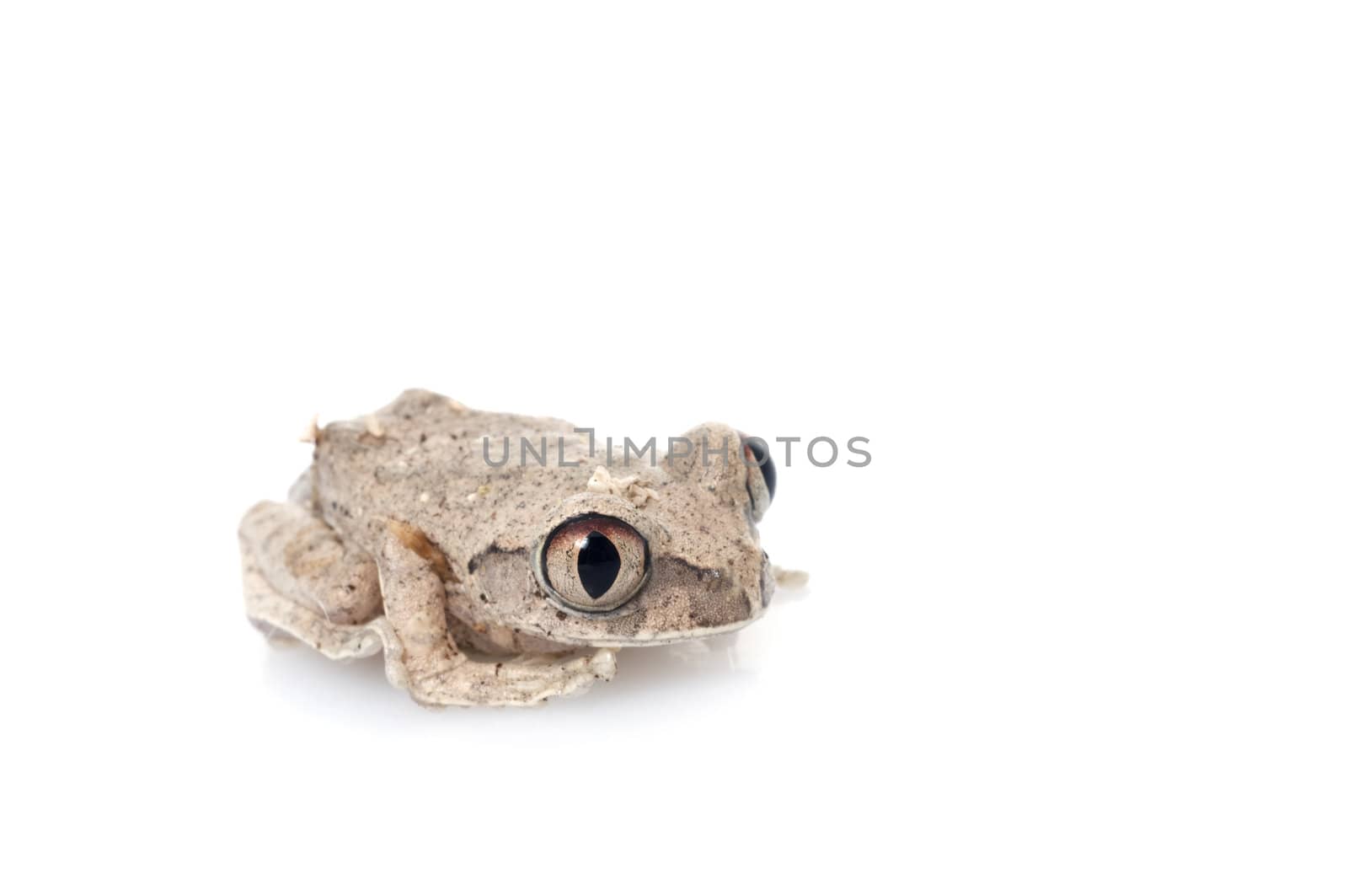 African Big eyed Tree Frog by Njean