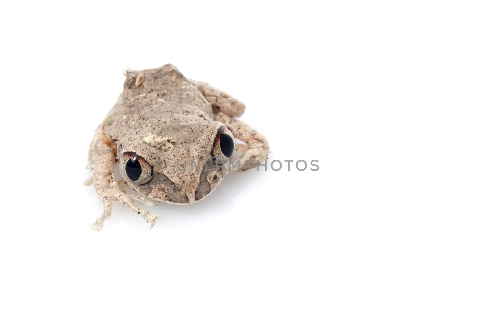 African Big eyed Tree Frog (Leptopelis)