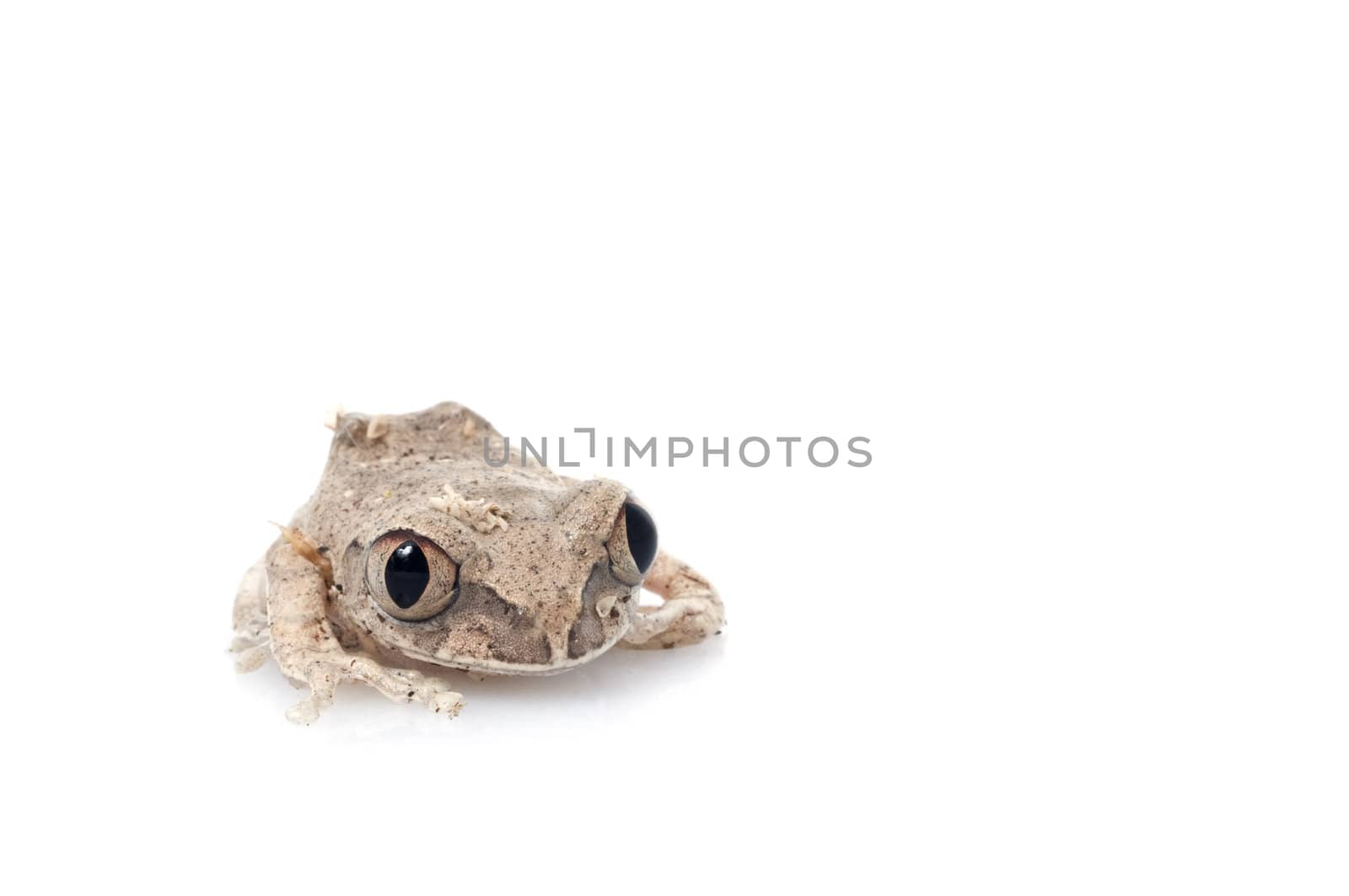 African Big eyed Tree Frog by Njean
