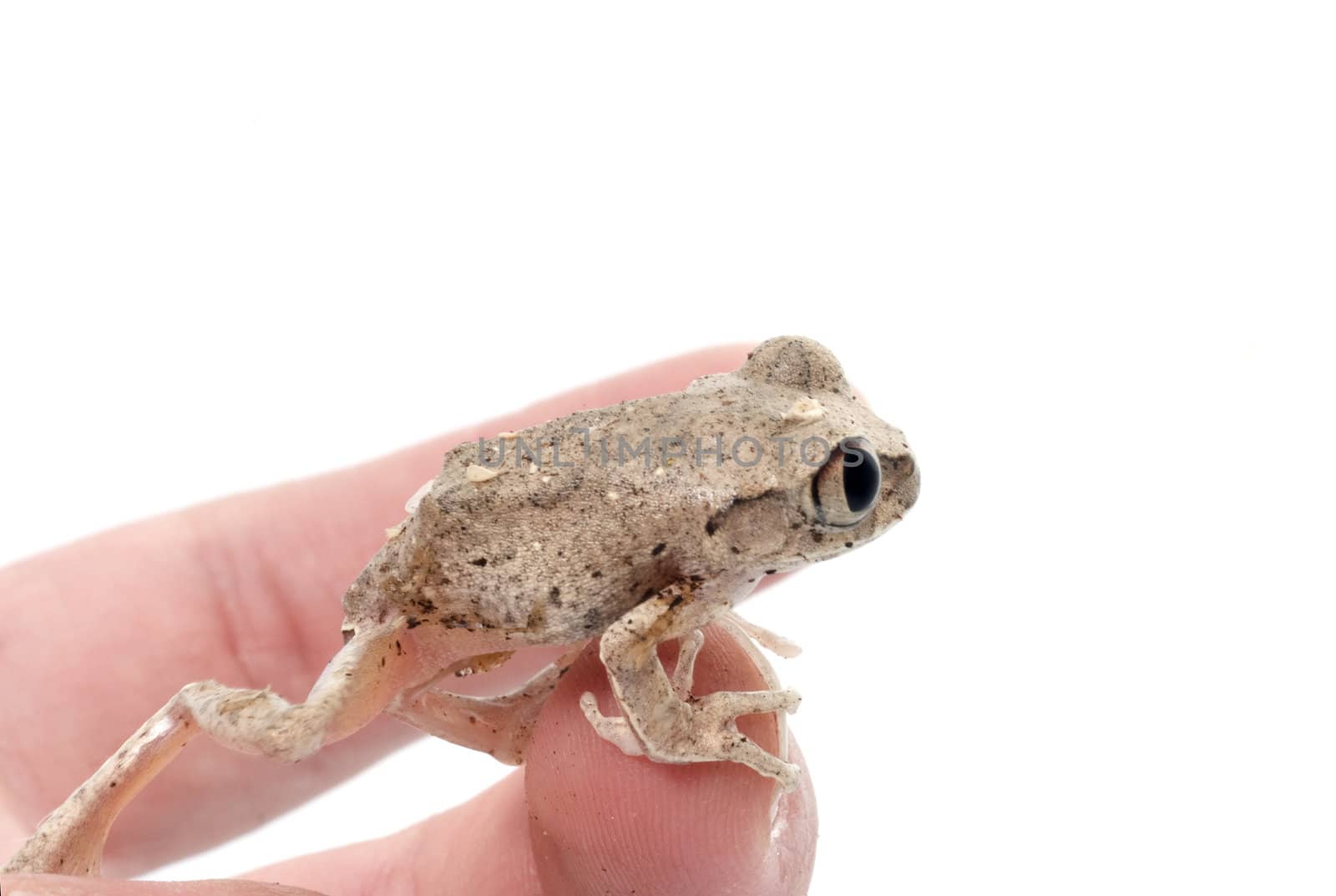 African Big eyed Tree Frog (Leptopelis) crawling on a hand. 
