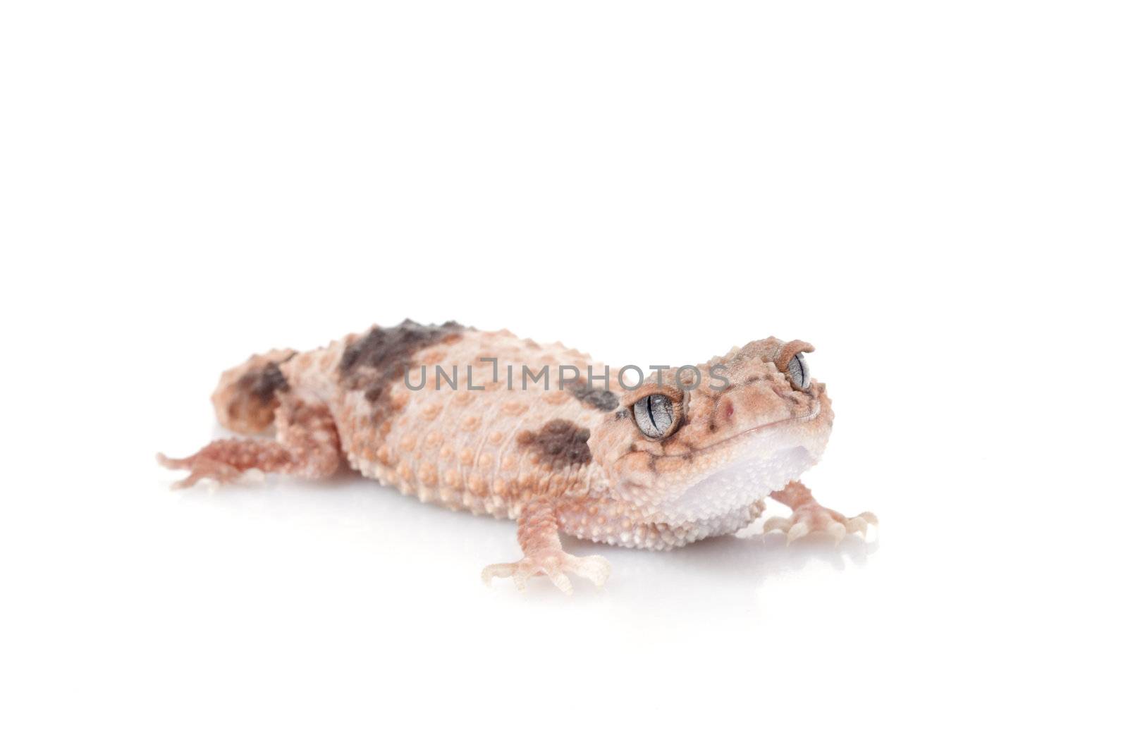 Knobtail Gecko (wheelen) grinning. 