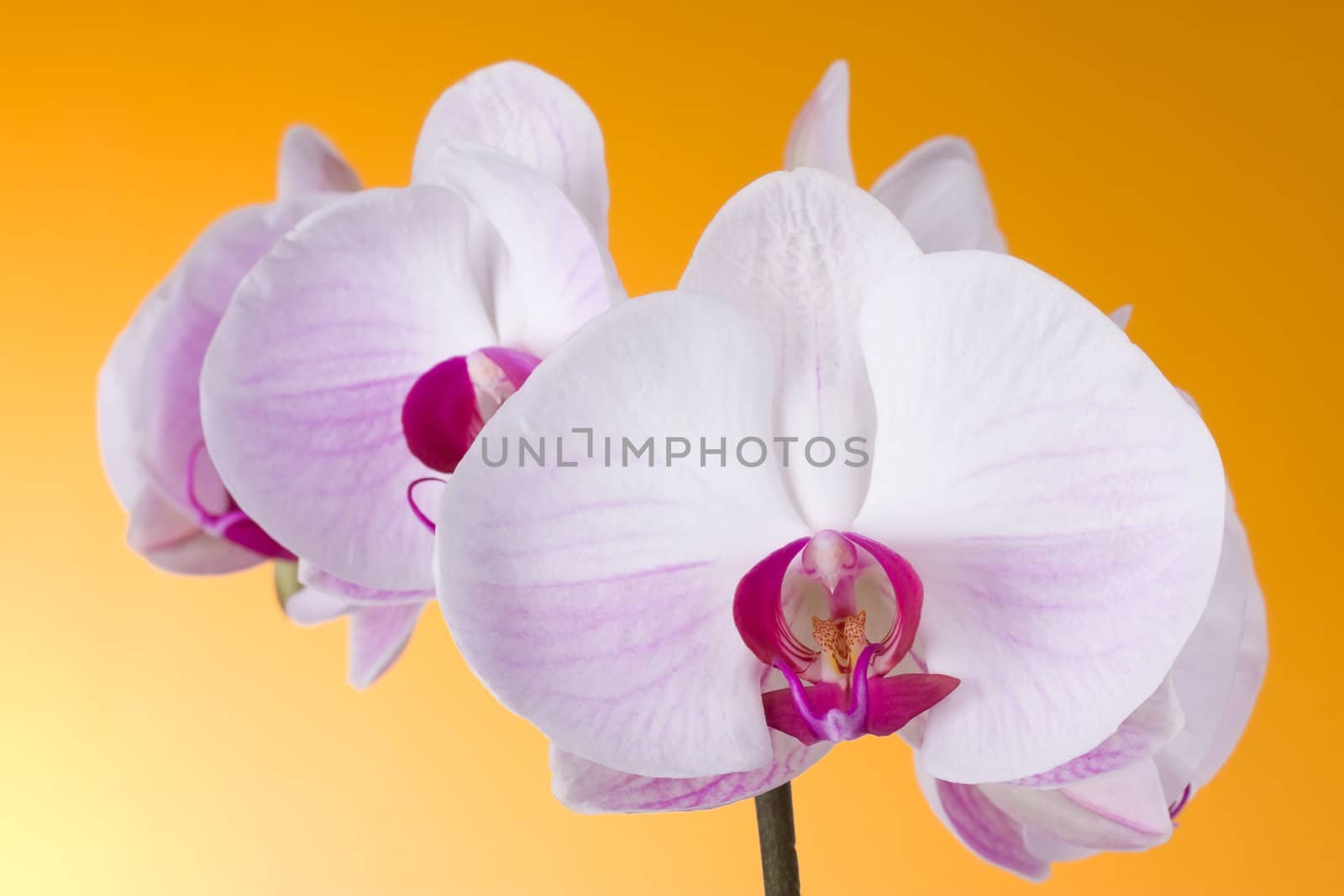Orchid Phalaenopsis on Orange by rozhenyuk