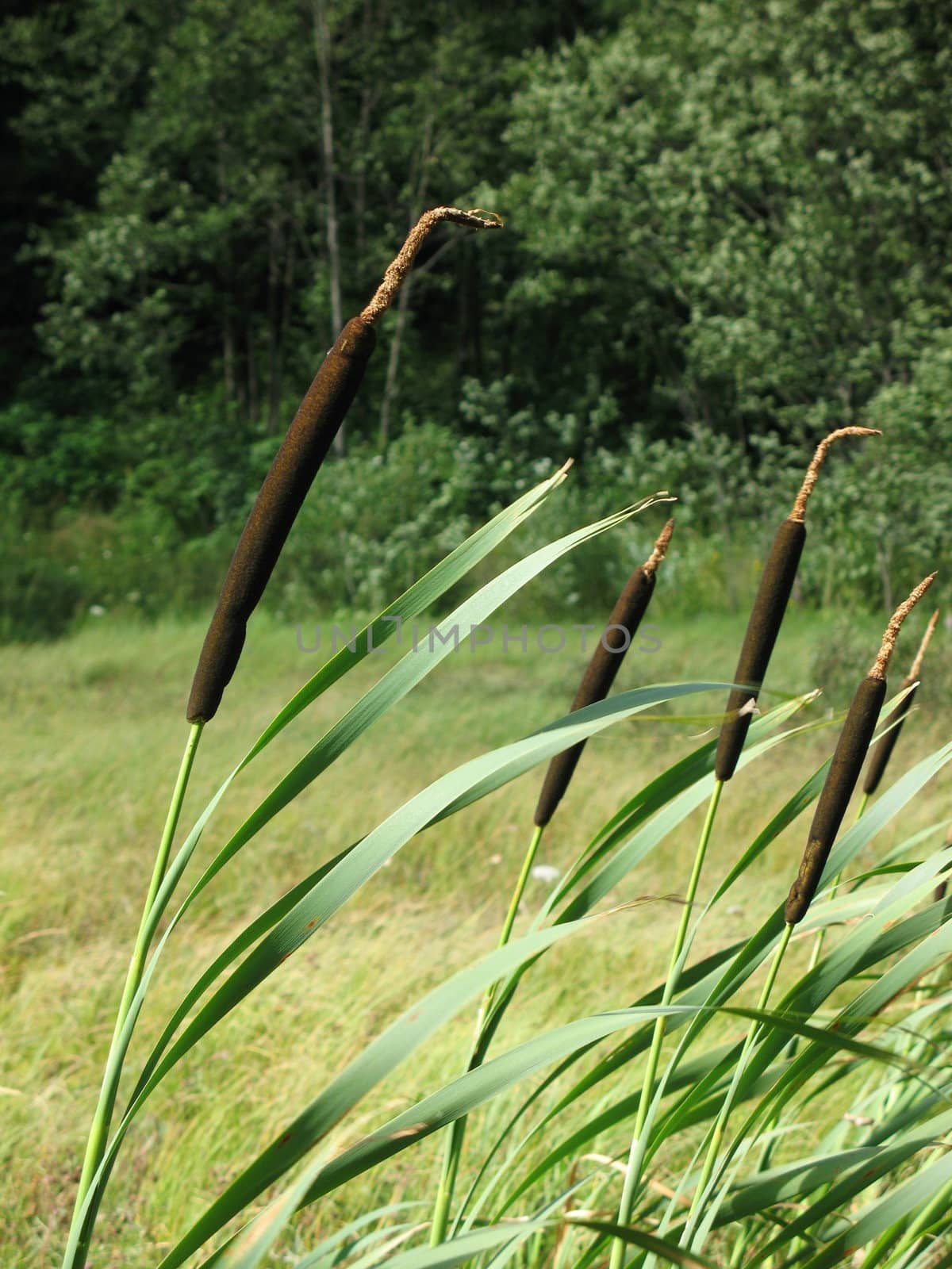 Tall green reedmace bowing on the wind