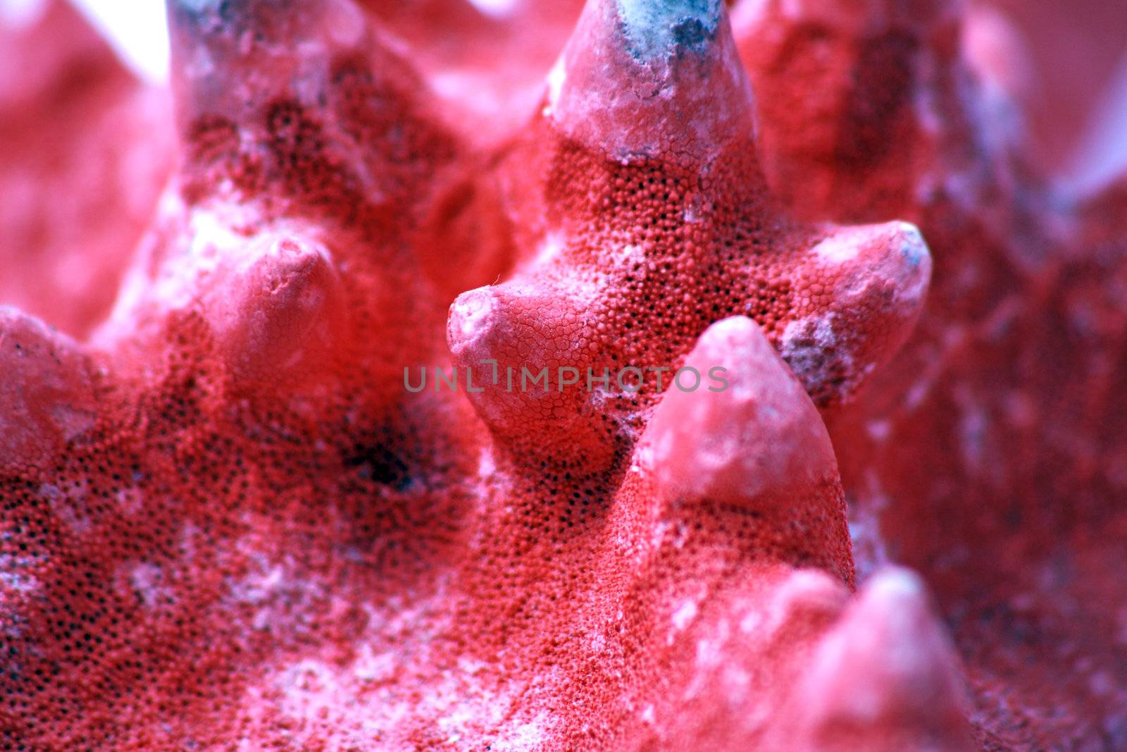 Underwater shot of red coral